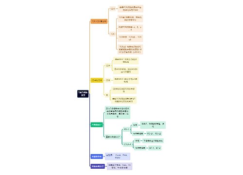 医学知识T淋巴细胞亚型思维导图