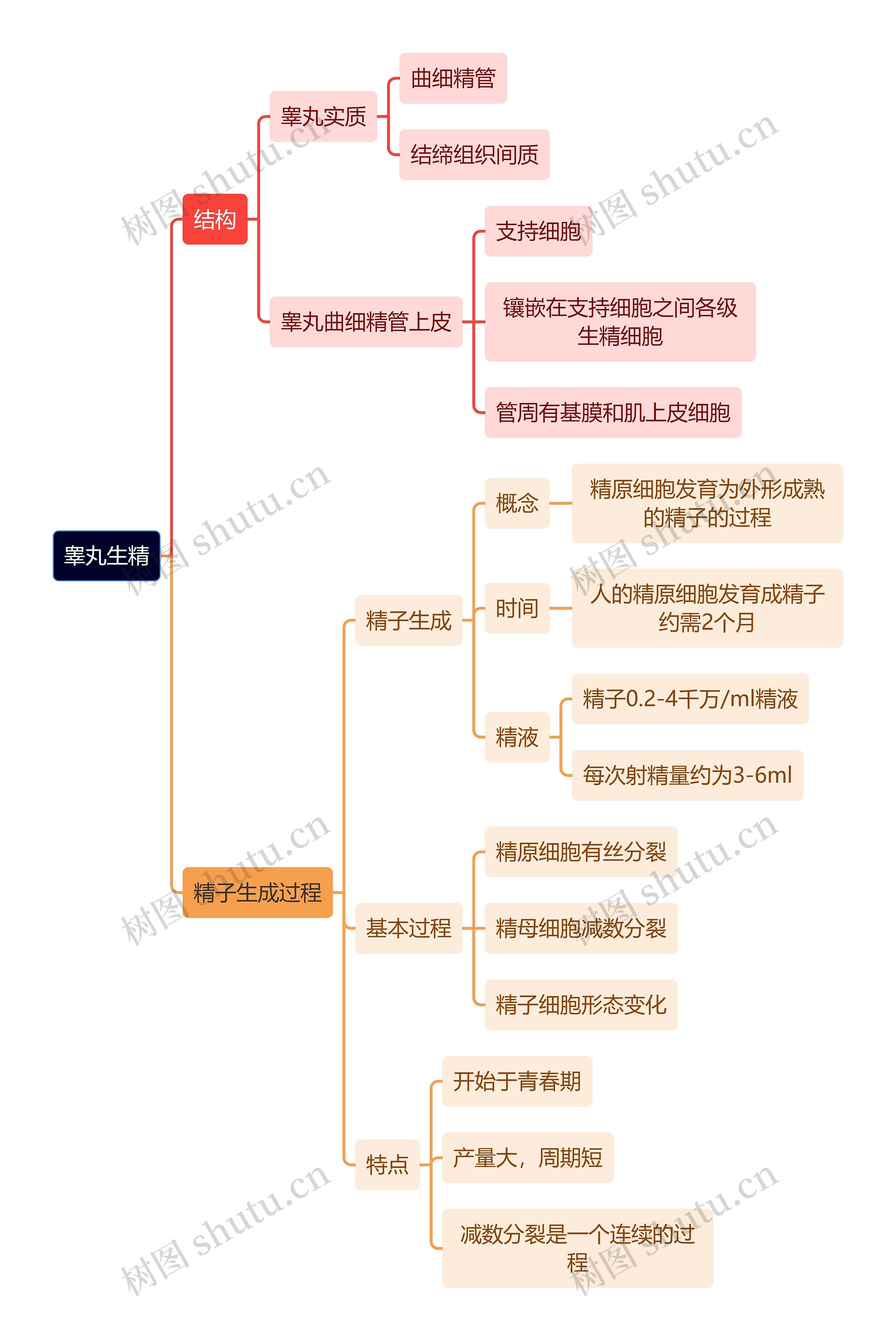 医学知识睾丸生精思维导图