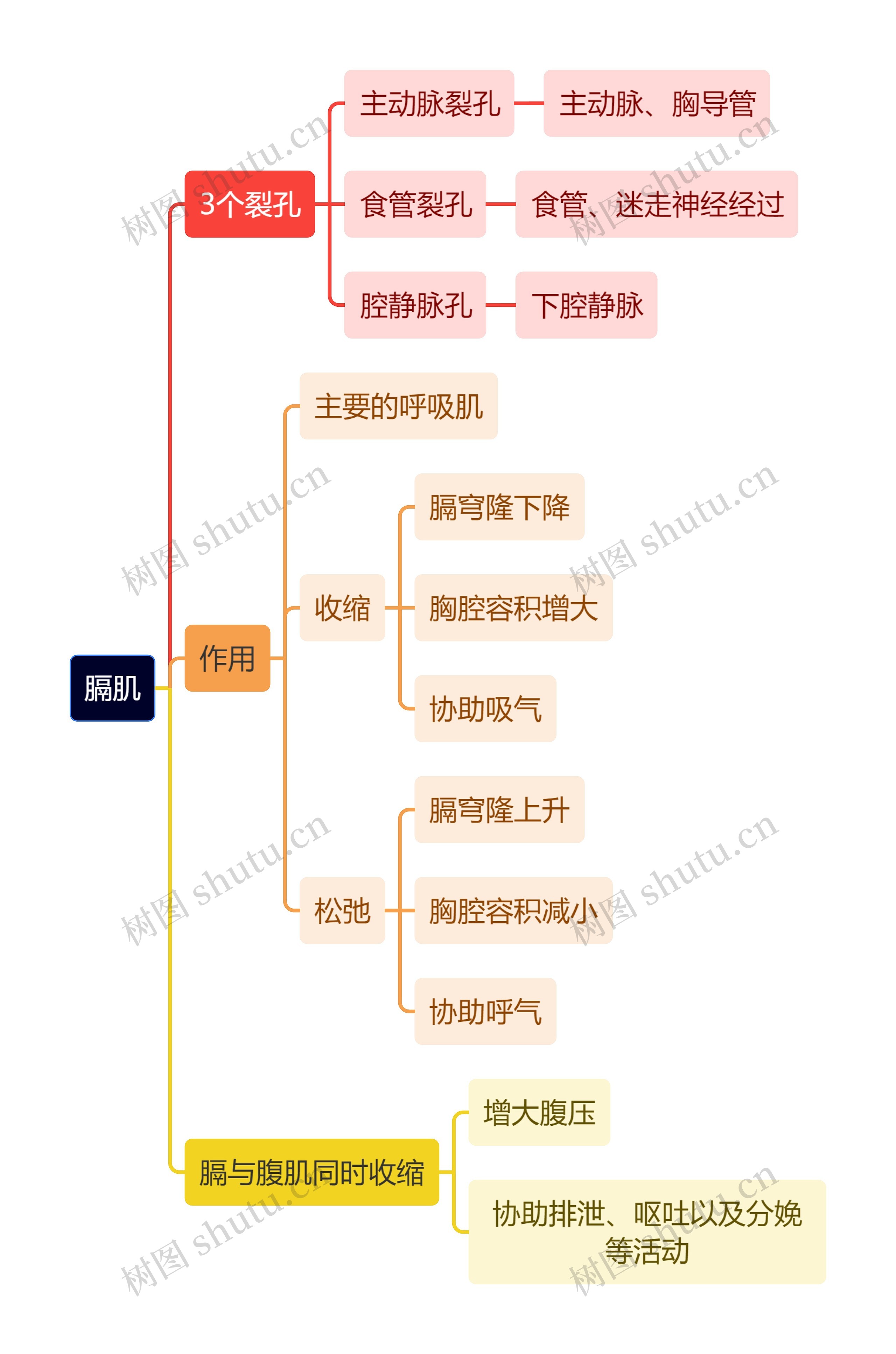 解剖学知识膈肌思维导图
