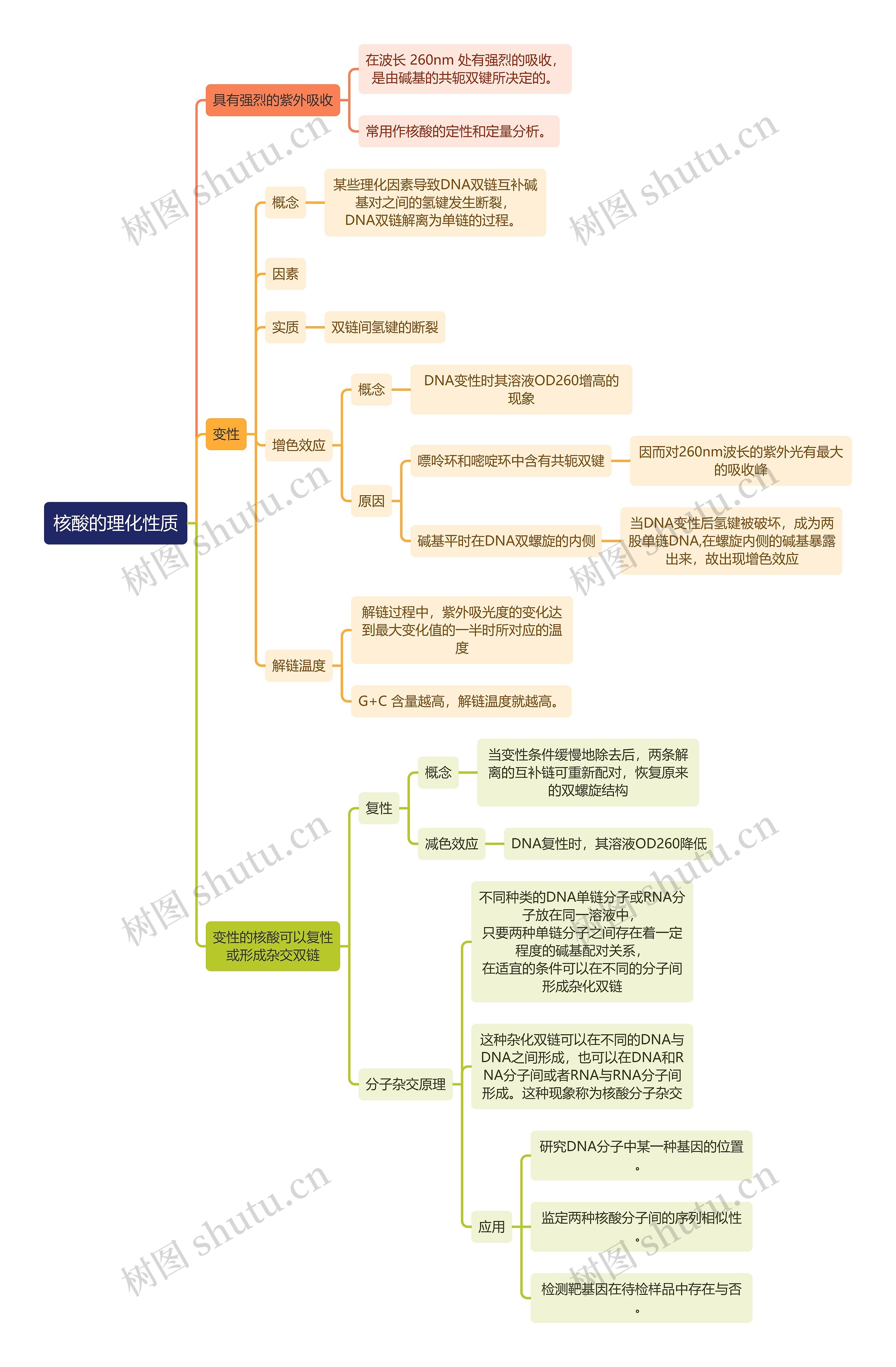 生化知识核酸的理化性质思维导图