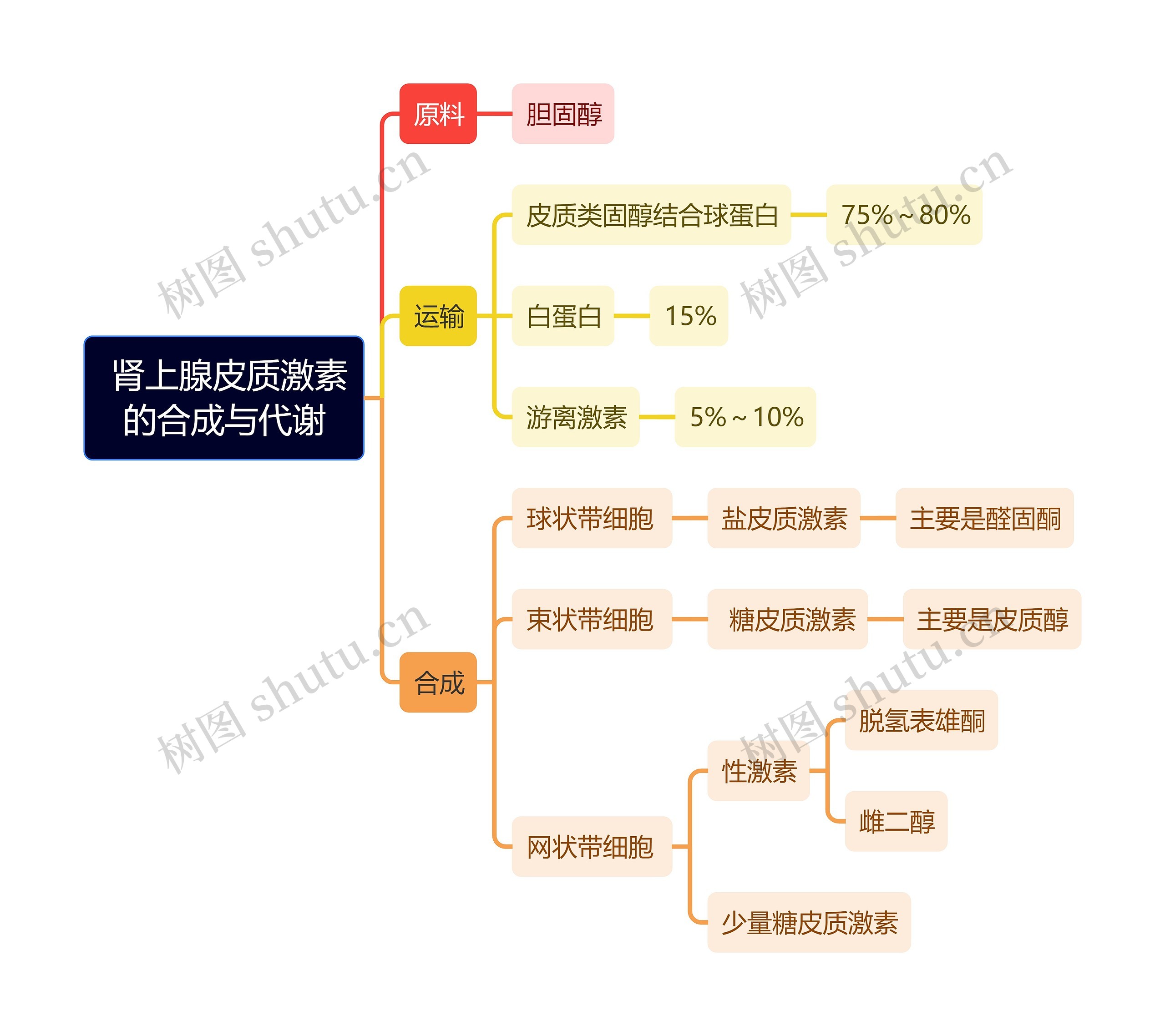 医学知识 肾上腺皮质激素的合成与代谢思维导图