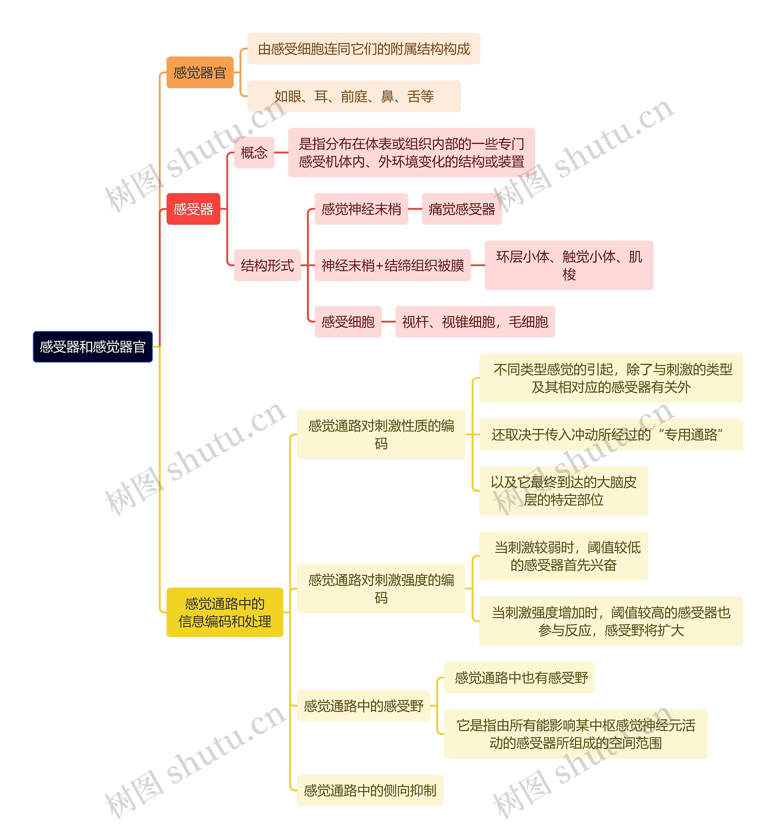 医学知识感受器和感觉器官思维导图