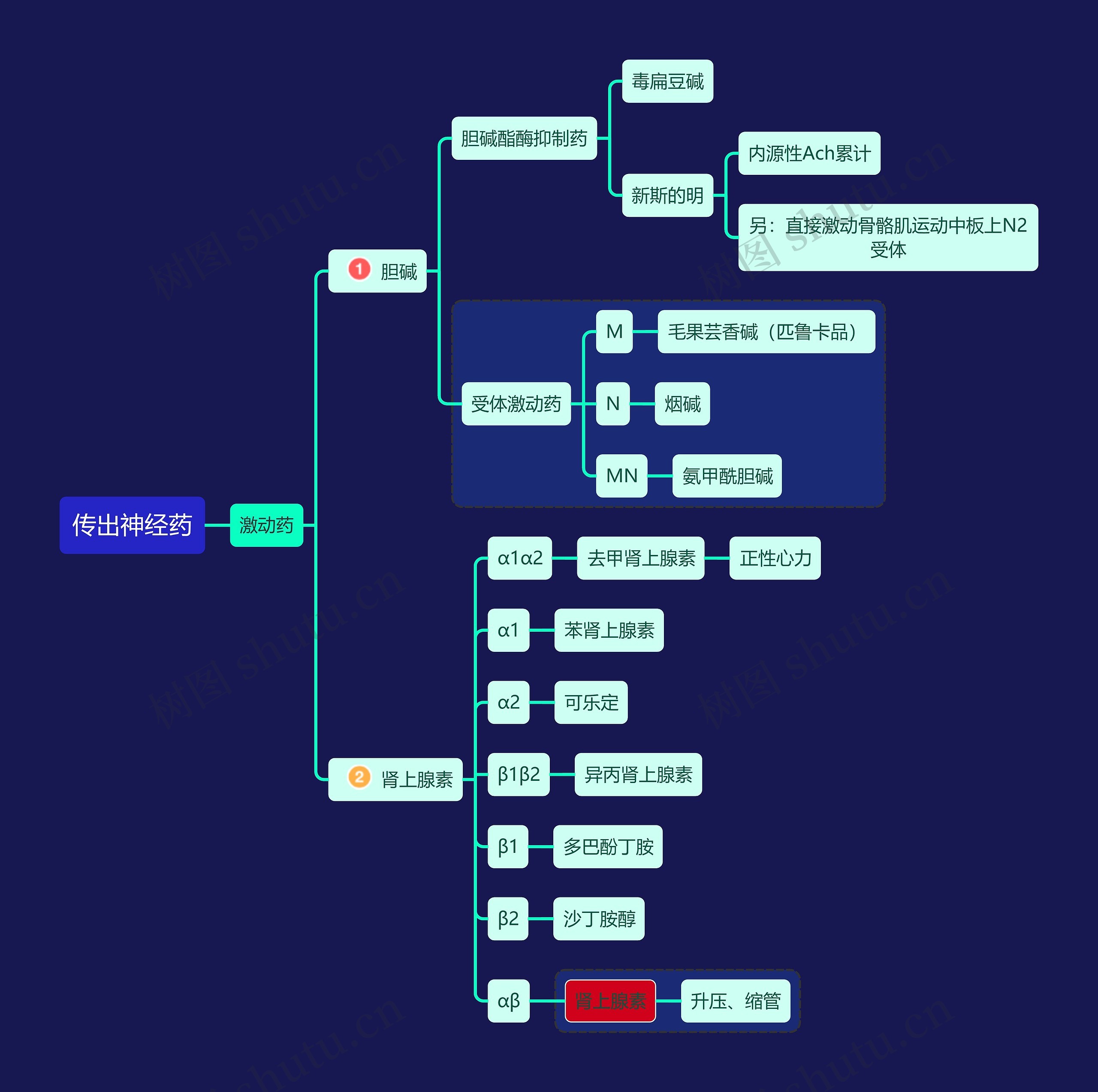 传出神经药激动药思维导图