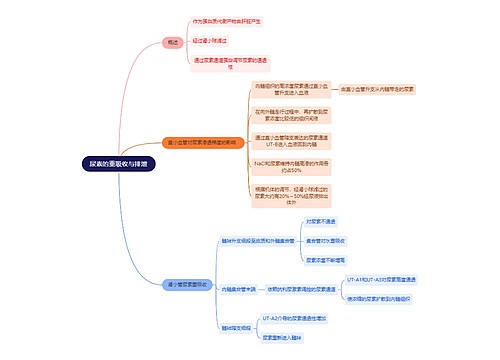 医学知识尿素的重吸收与排泄思维导图