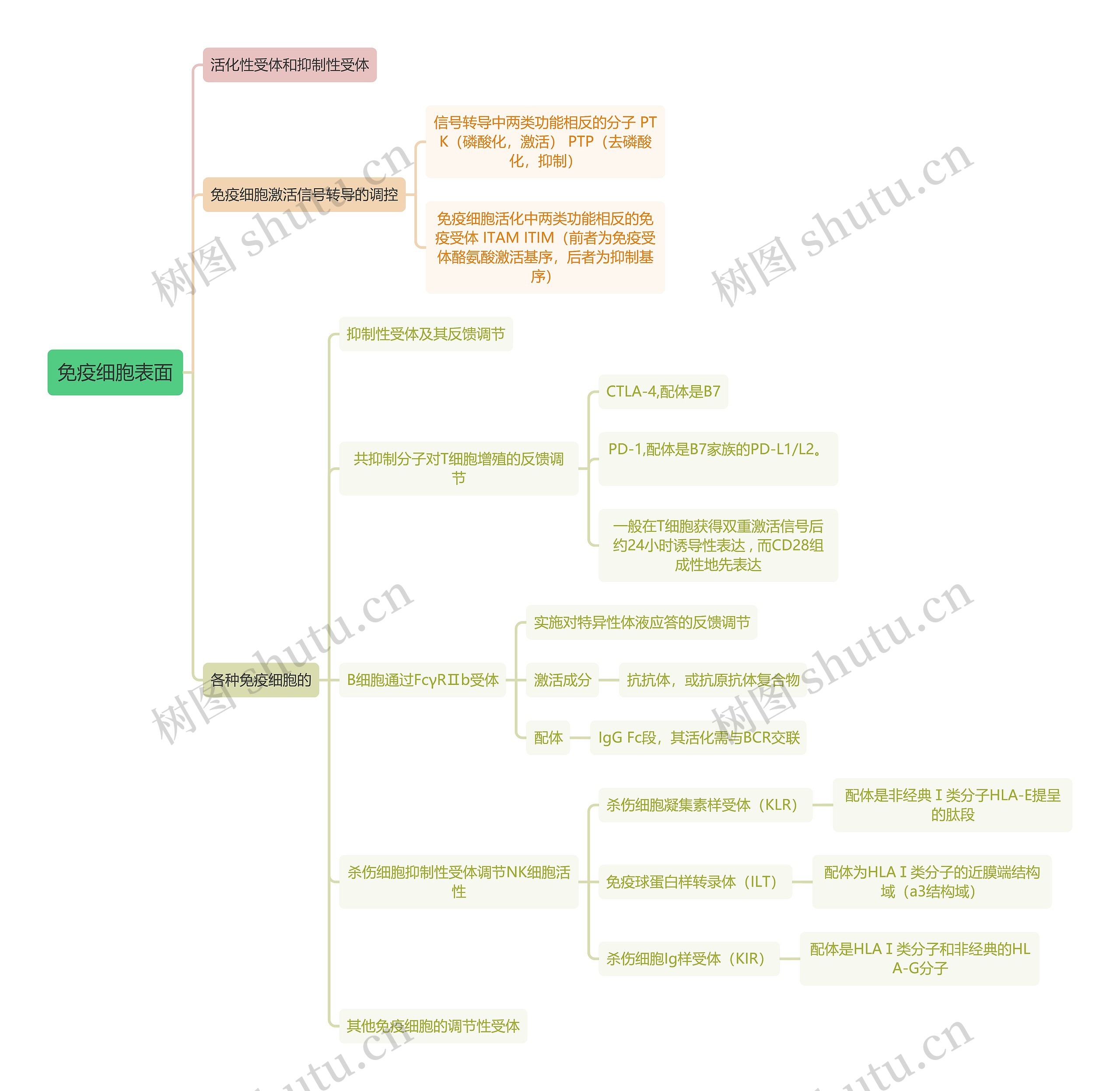 医学知识免疫细胞表面思维导图