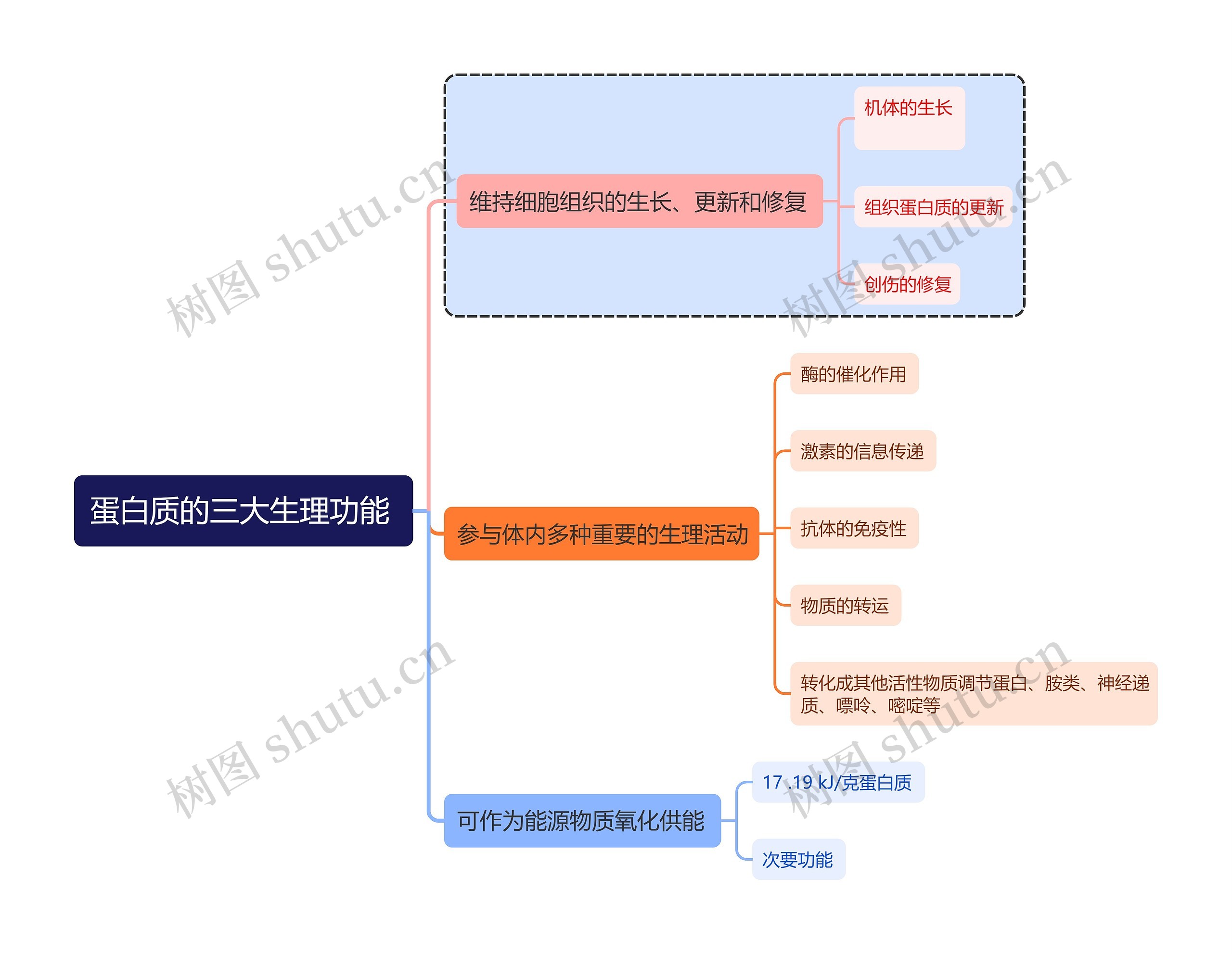 医学知识蛋白质的三大生理功能思维导图