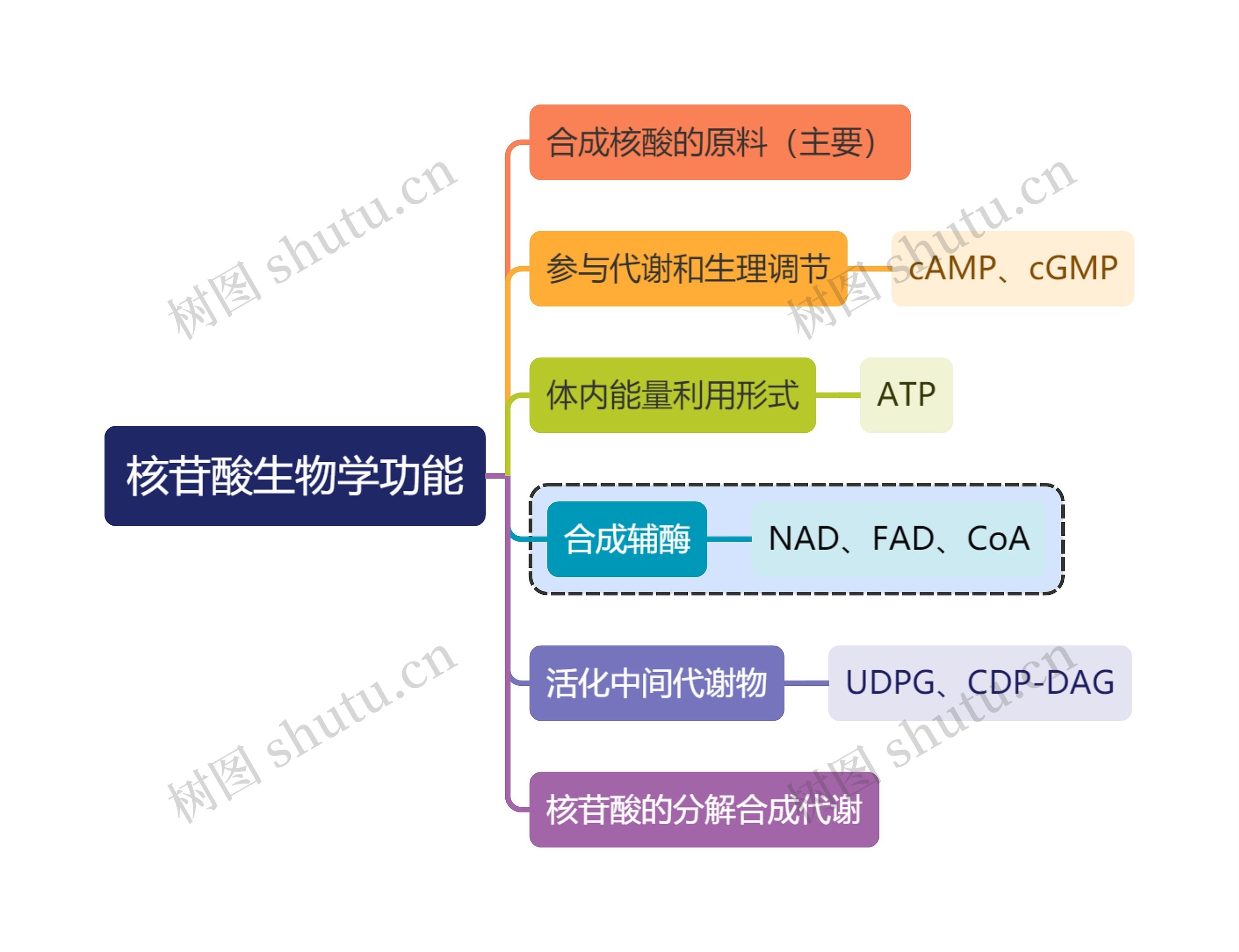 医学知识核苷酸生物学功能思维导图