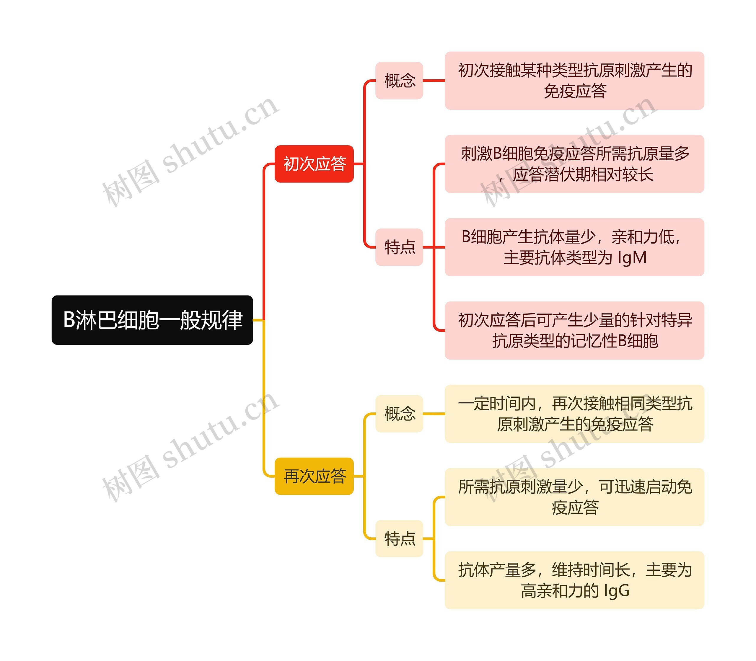 医学知识B淋巴细胞一般规律思维导图