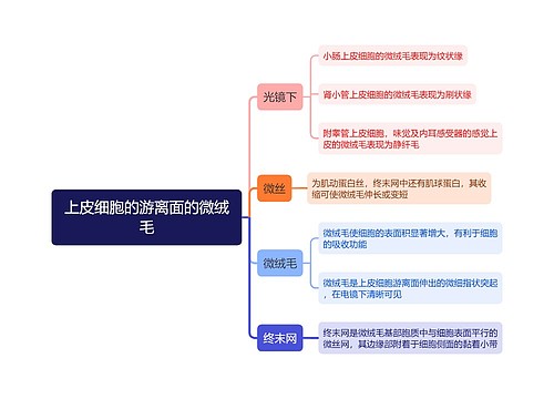 医学知识上皮细胞的游离面的微绒毛思维导图