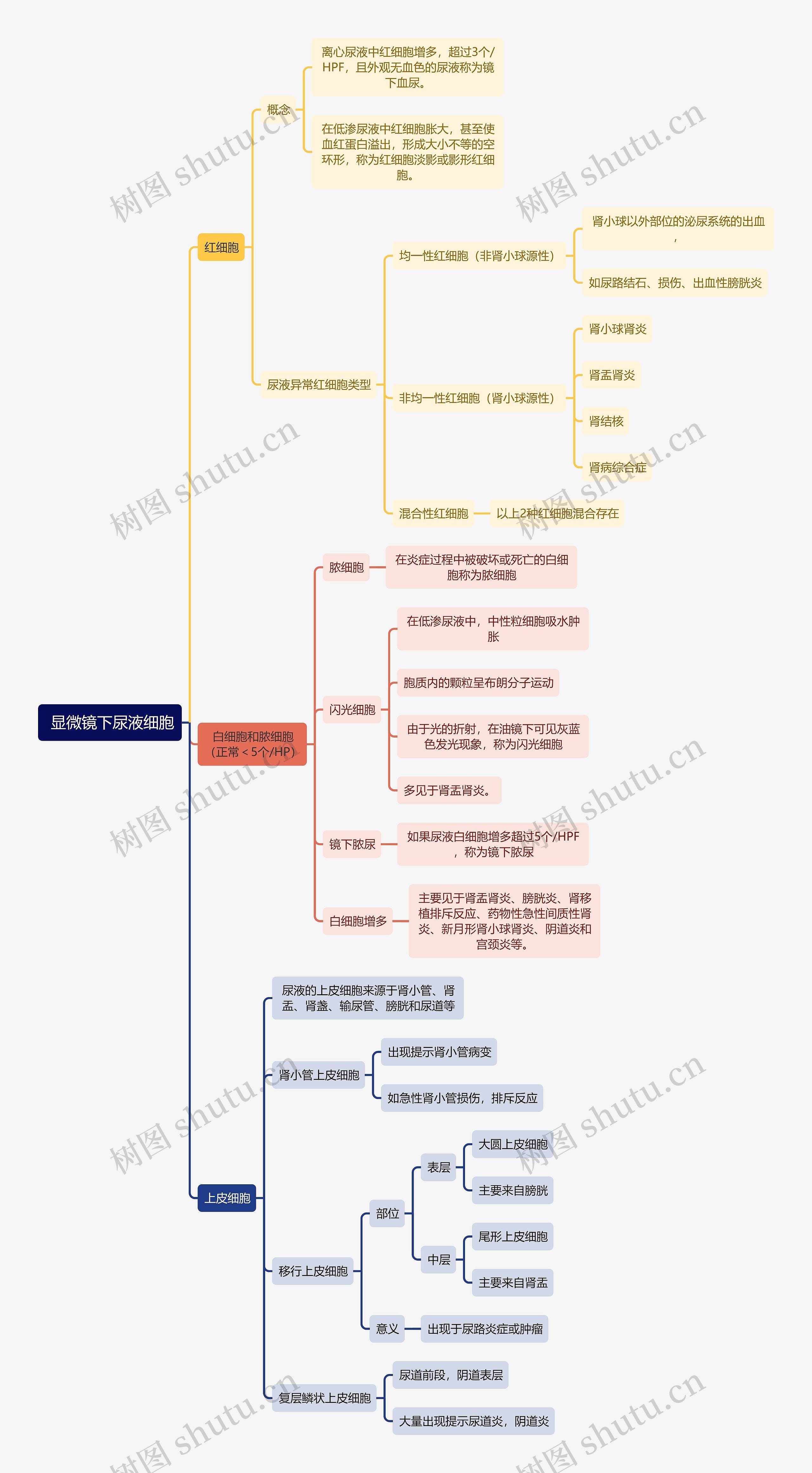 医学知识显微镜下尿液细胞思维导图