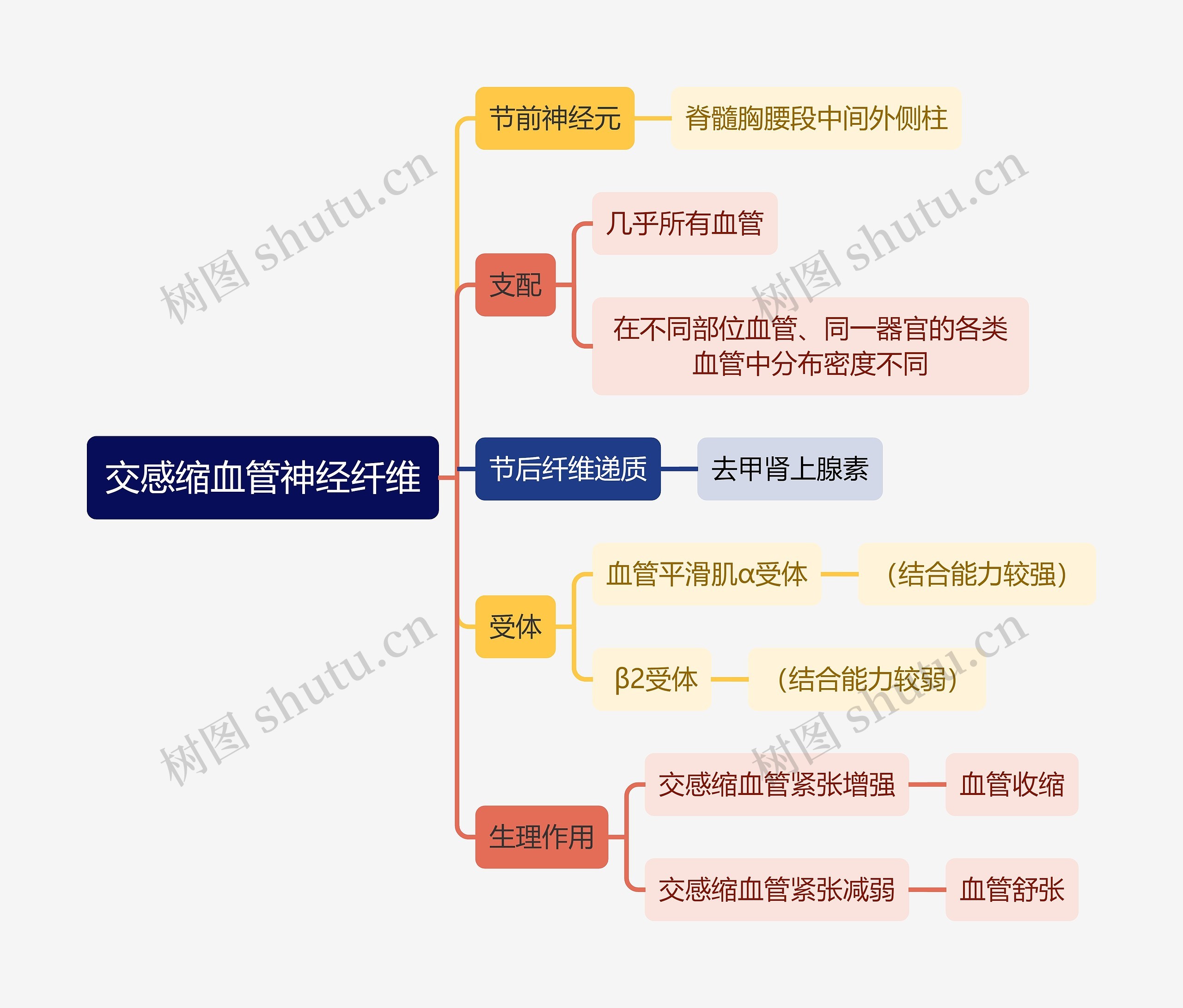 医学知识交感缩血管神经纤维思维导图