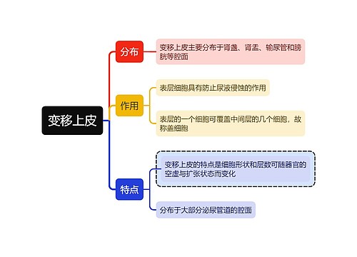 医学知识变移上皮思维导图