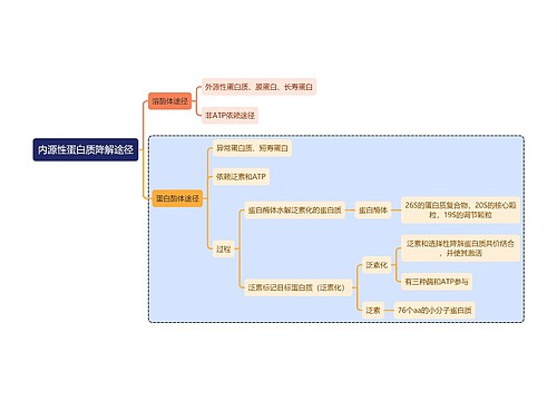 医学知识内源性蛋白质降解途径思维导图