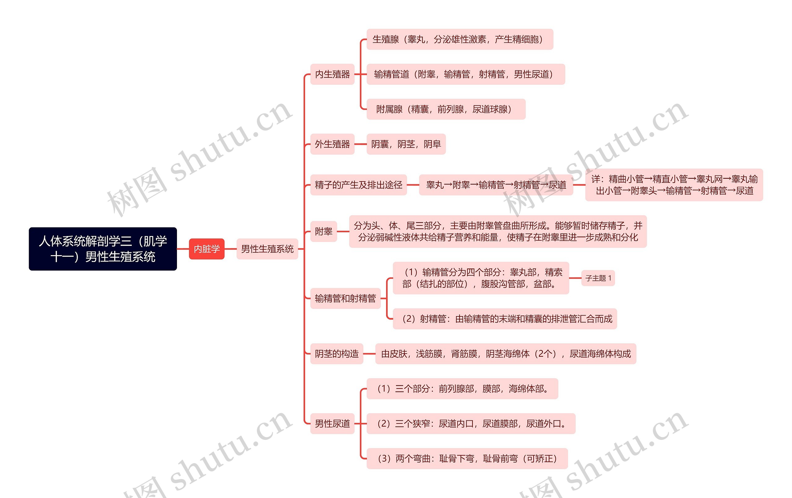 《人体系统解剖学三（肌学十一）男性生殖系统》思维导图