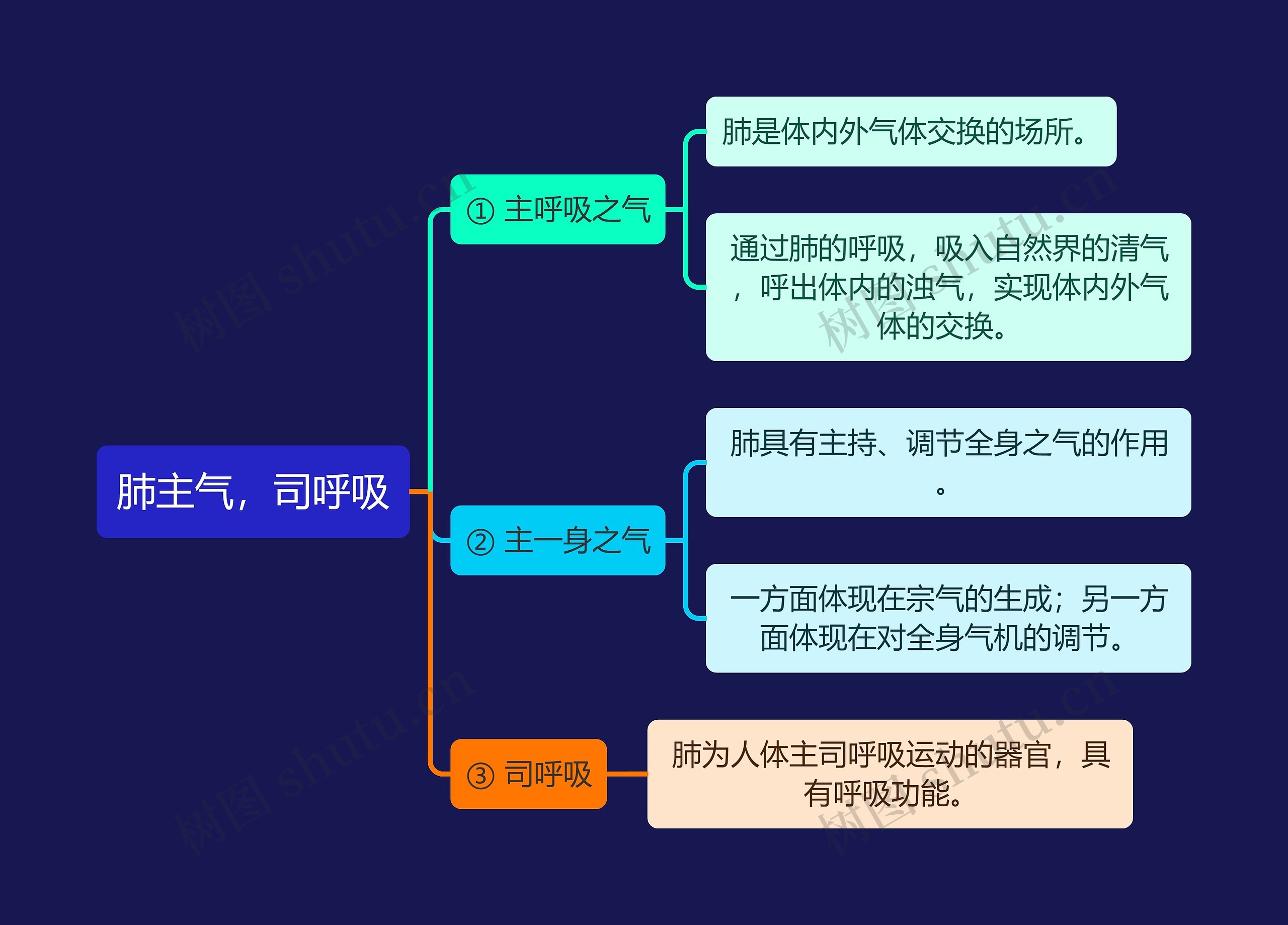 中医知识肺主气，司呼吸思维导图