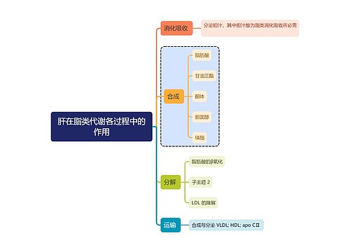 医学知识肝在脂类代谢各过程中的作用思维导图