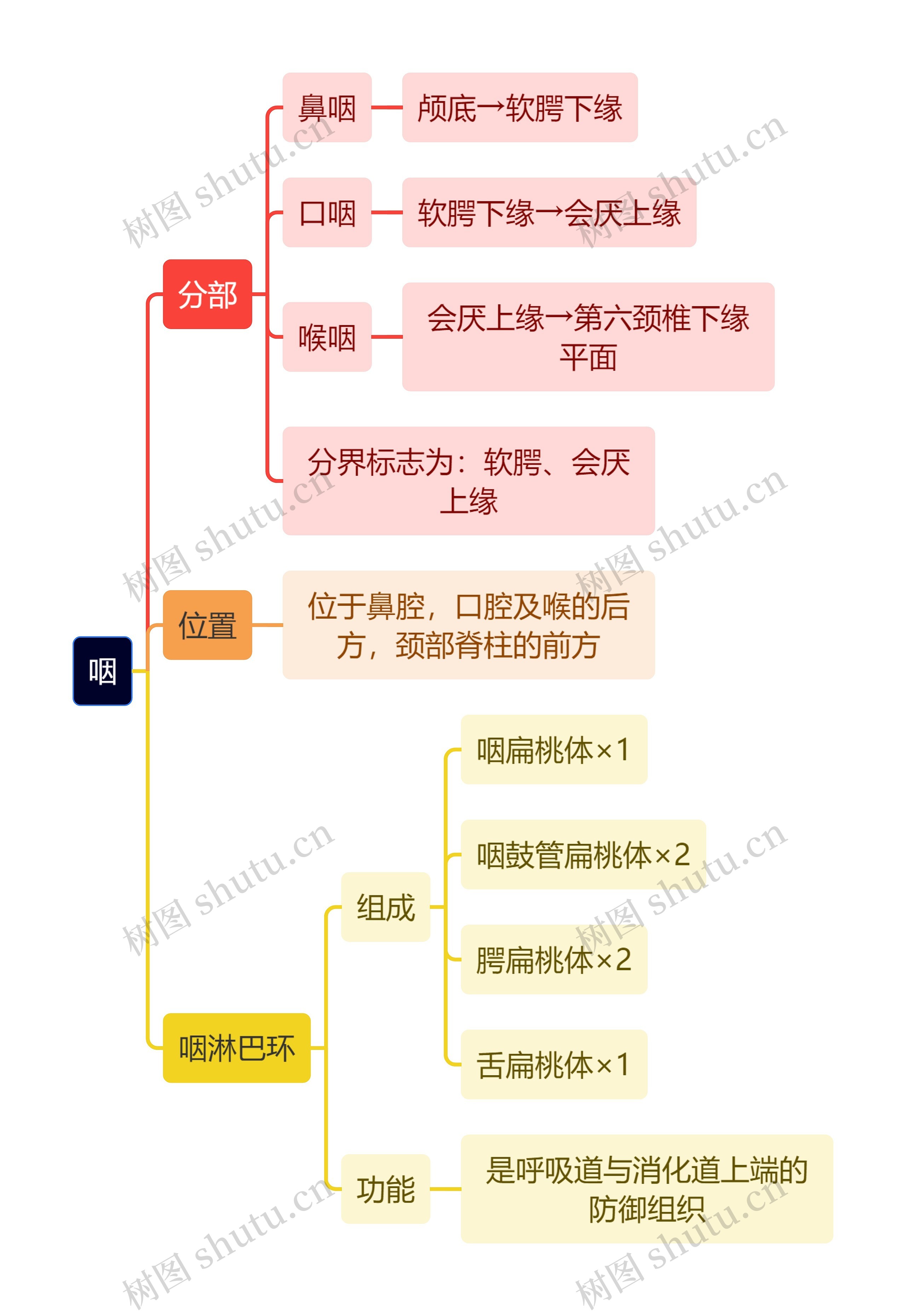 解剖学知识咽思维导图