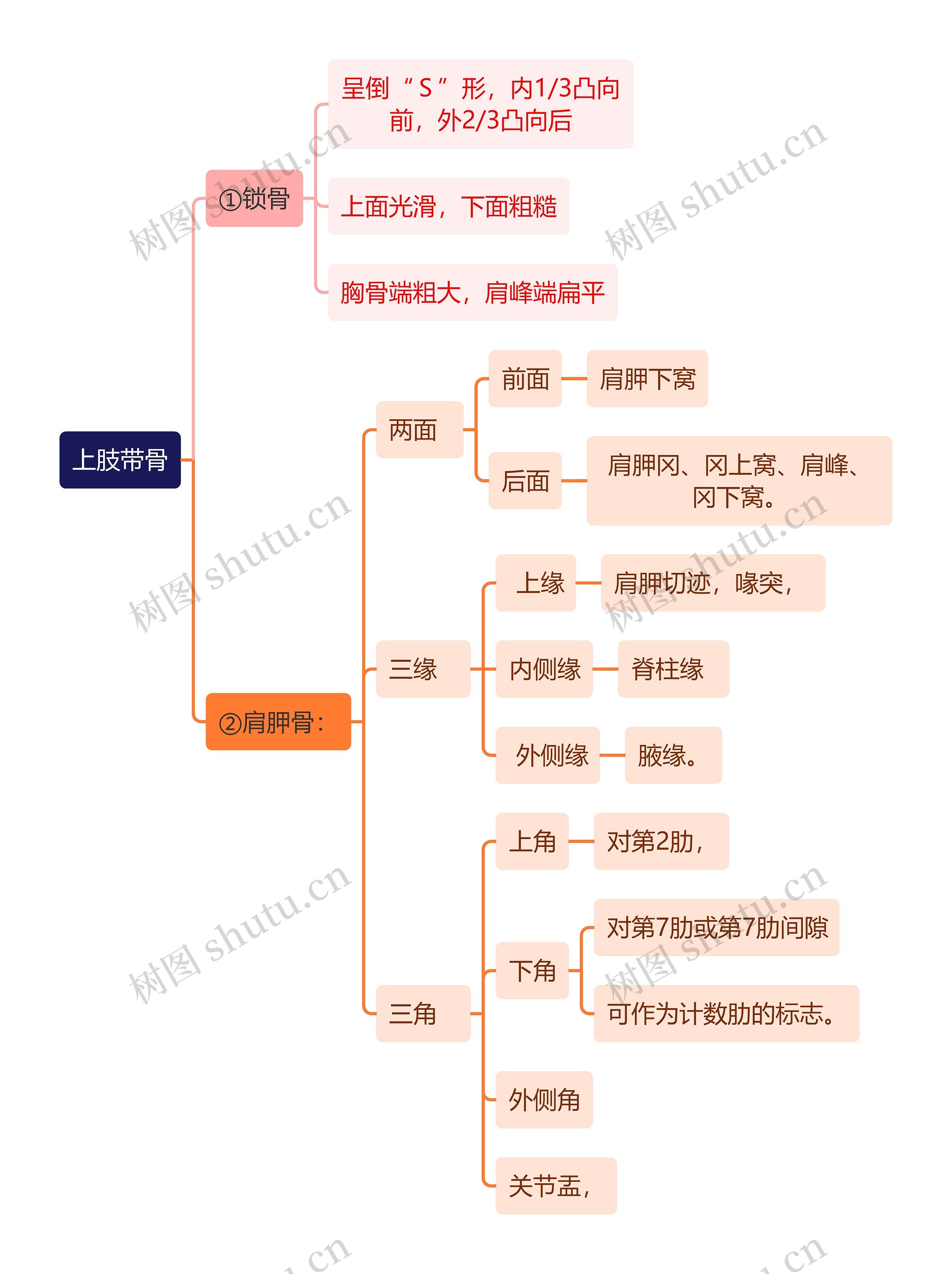 解剖学知识上肢带骨思维导图