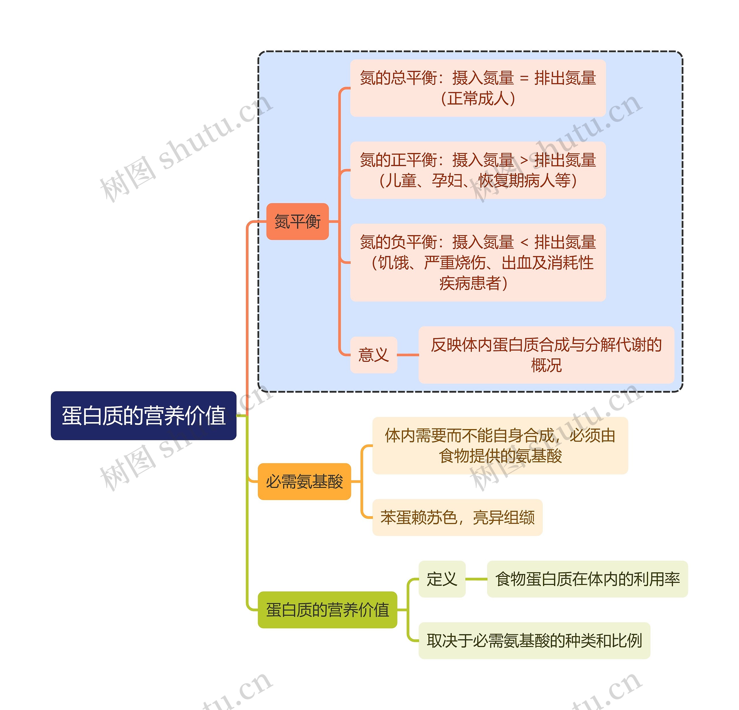 医学知识蛋白质的营养价值思维导图