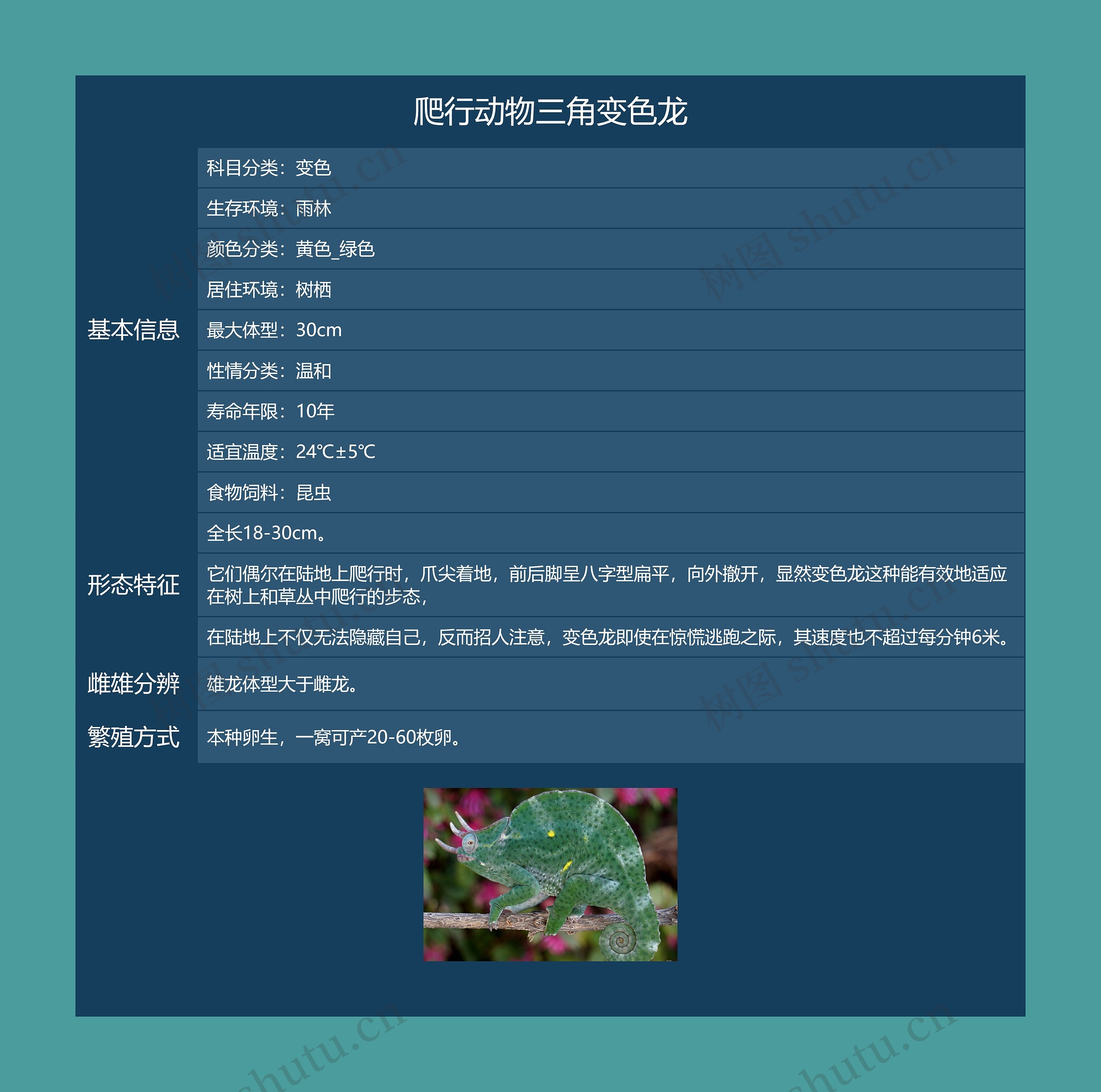 爬行动物三角变色龙