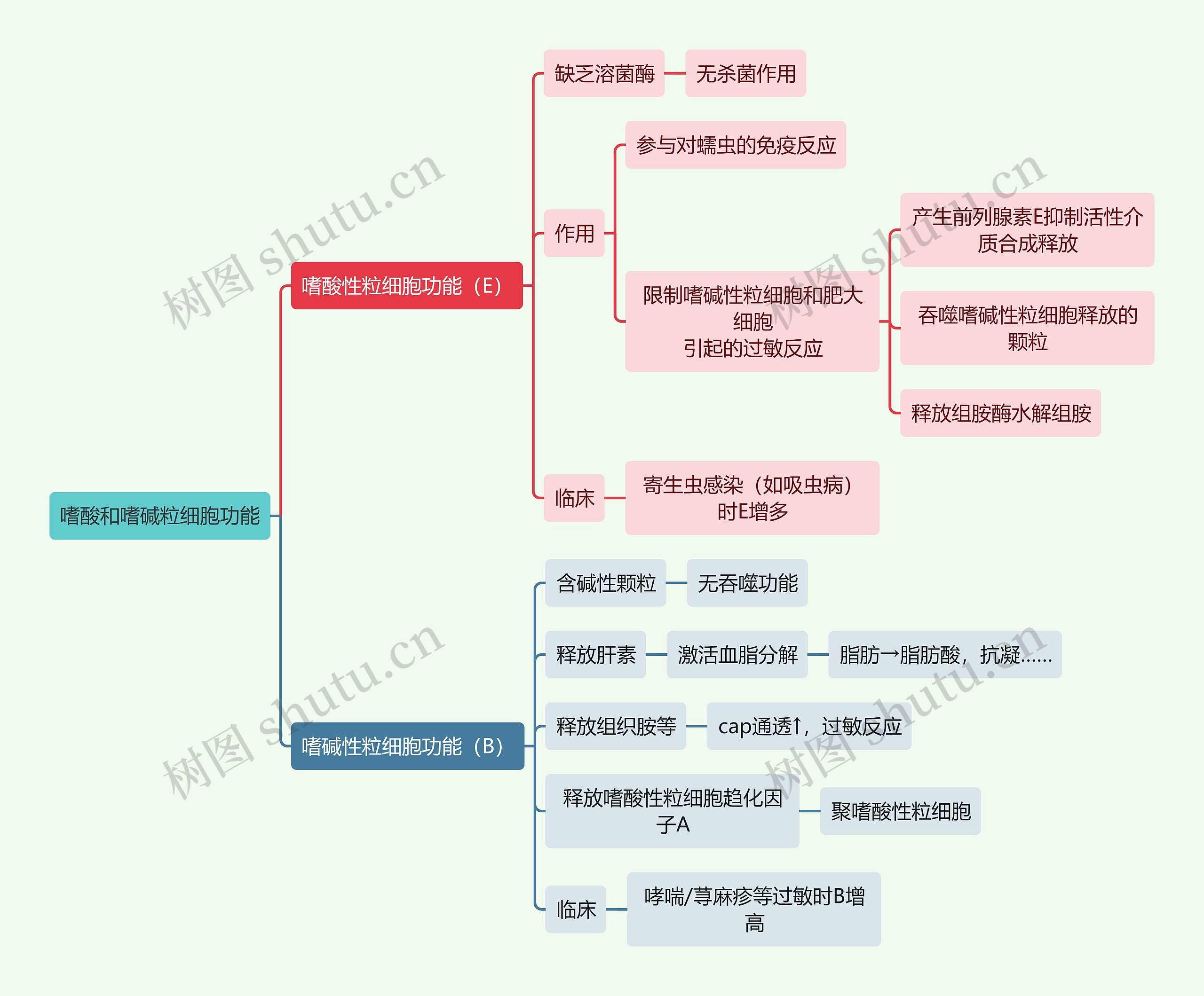 医学知识嗜酸和嗜碱粒细胞功能思维导图