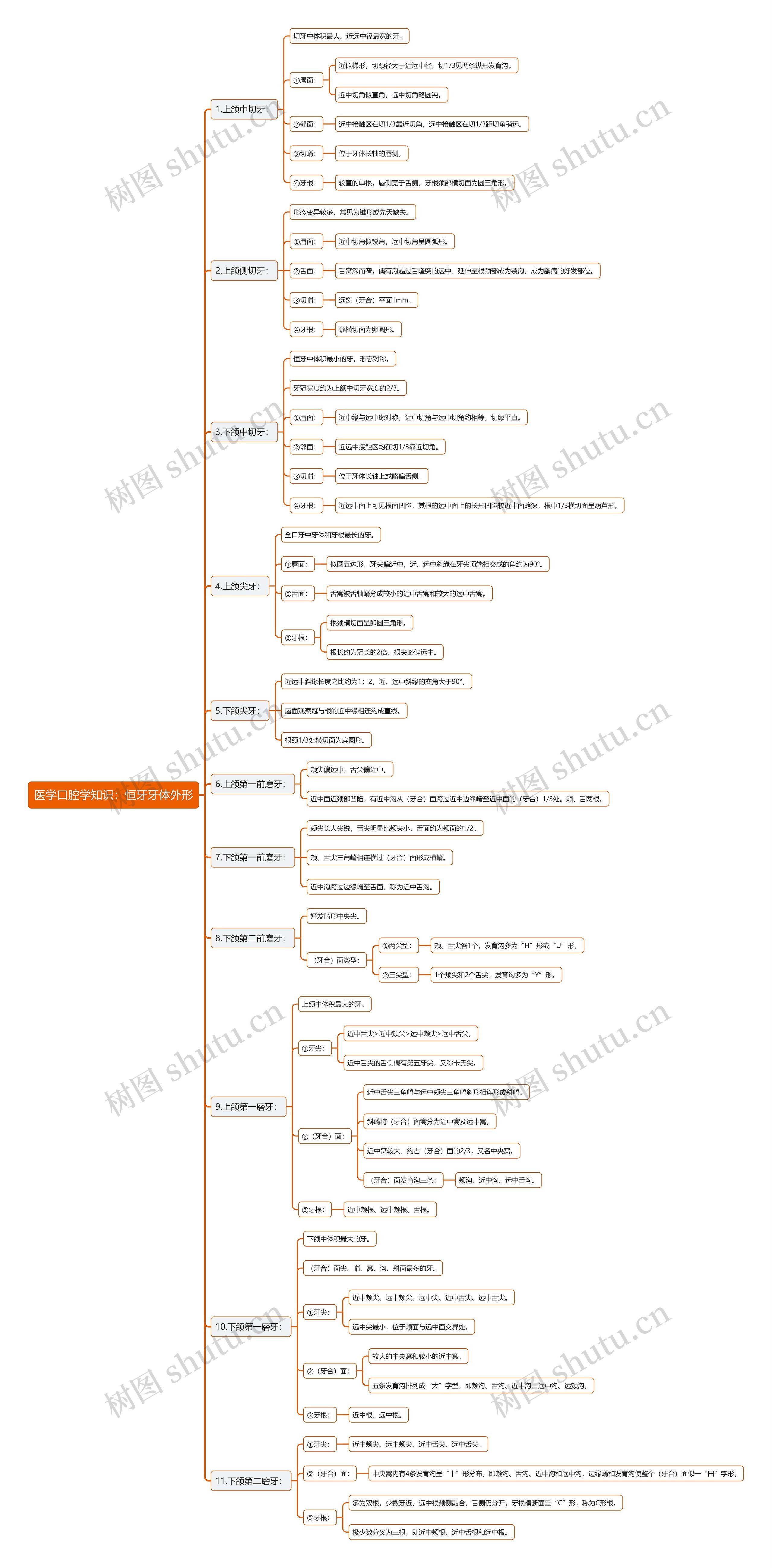 医学口腔学知识：恒牙牙体外形思维导图