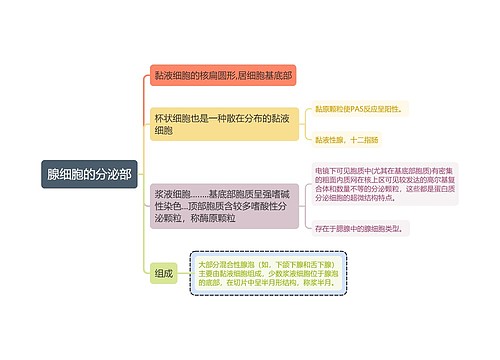 医学知识腺细胞的分泌部思维导图