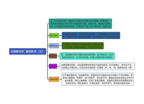 《动物解剖学  腹壁肌肉（五）》思维导图