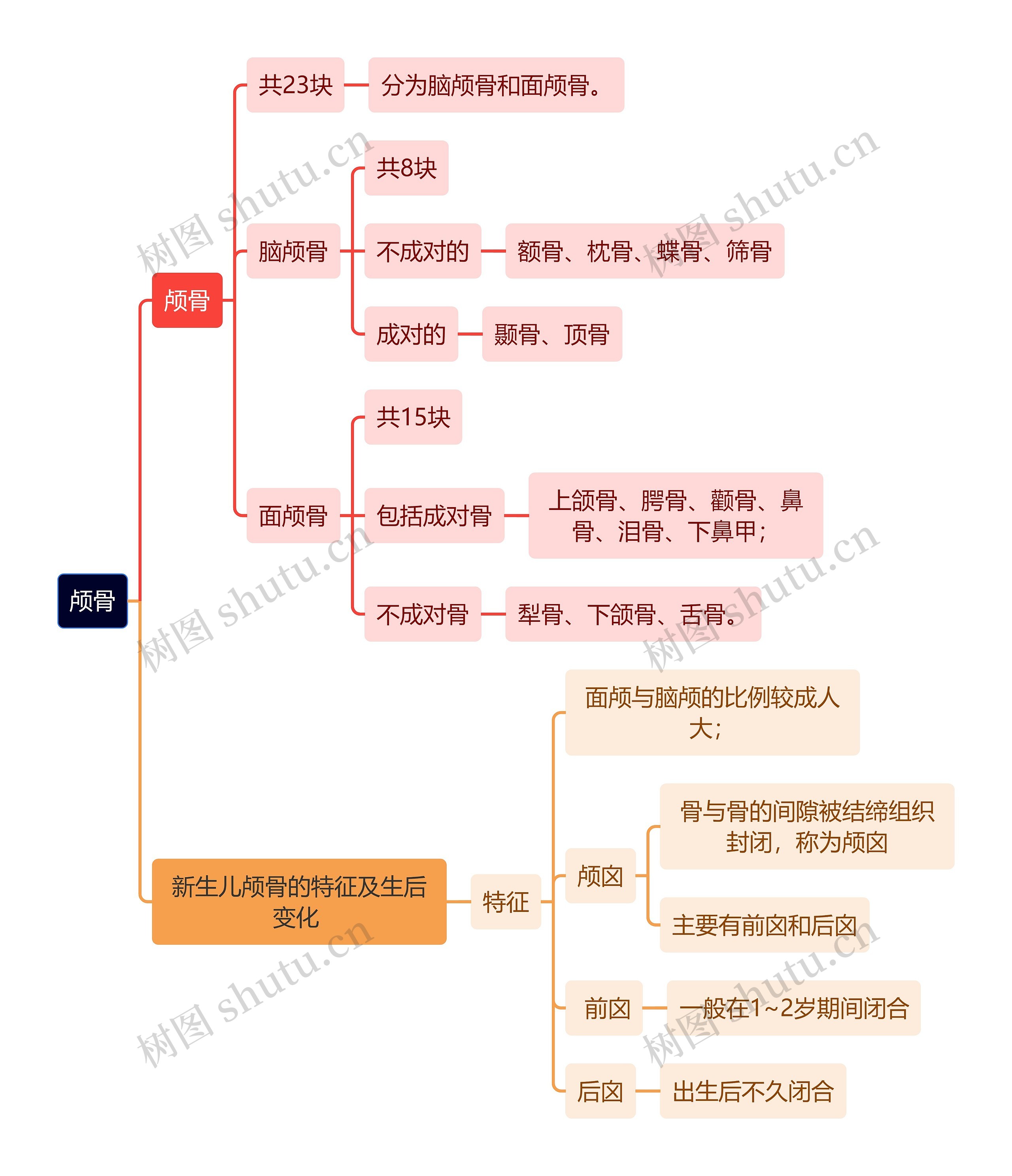 解剖学知识颅骨思维导图