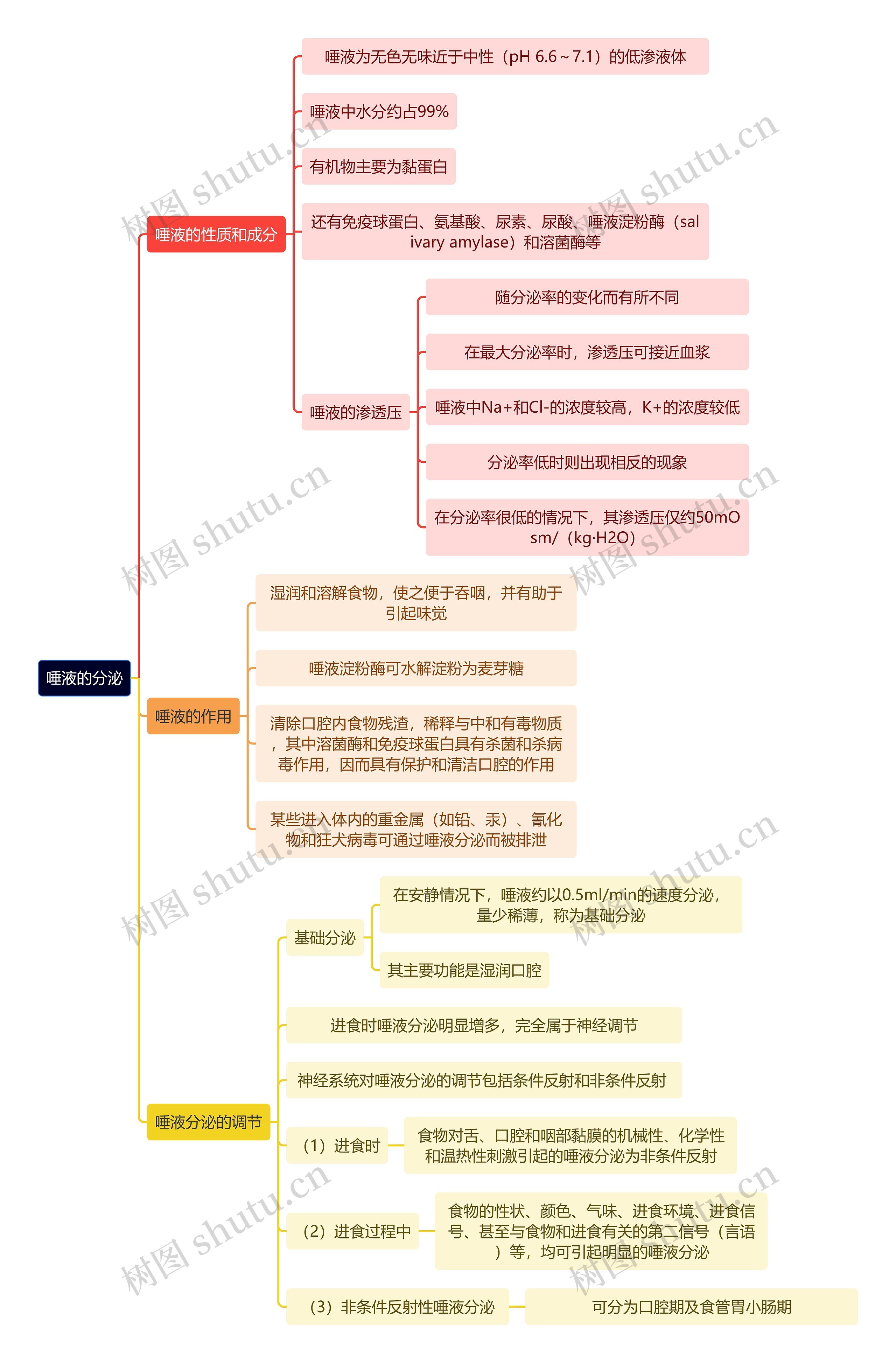 医学知识唾液的分泌思维导图