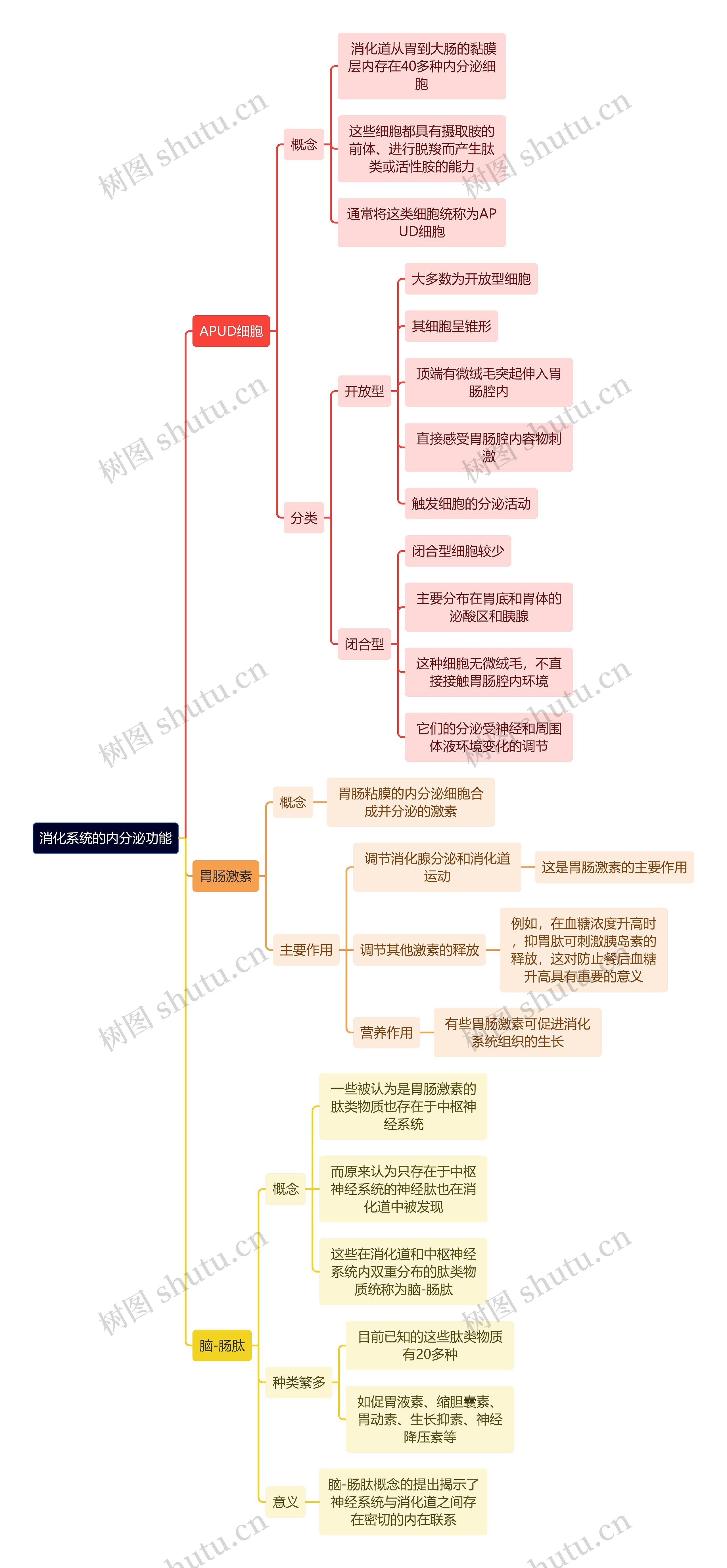 医学知识消化系统的内分泌功能思维导图