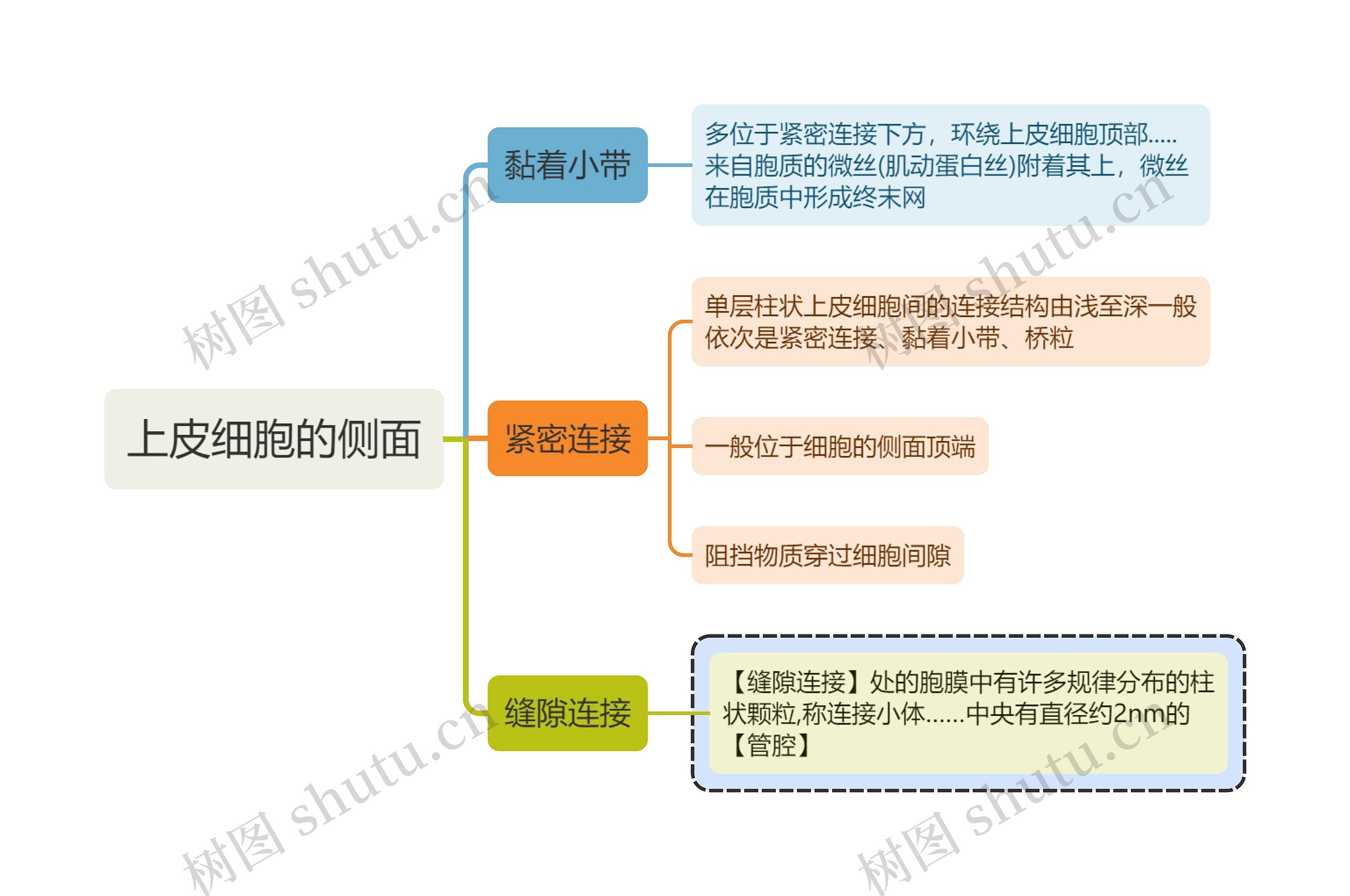 医学知识上皮细胞的侧面思维导图