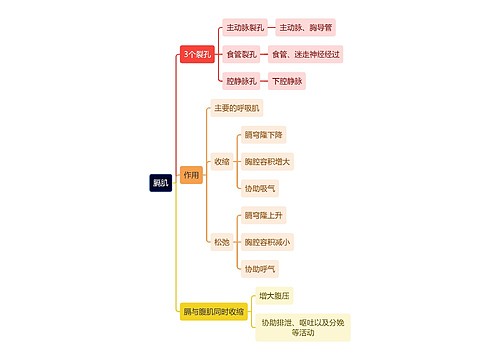 解剖学知识膈肌思维导图