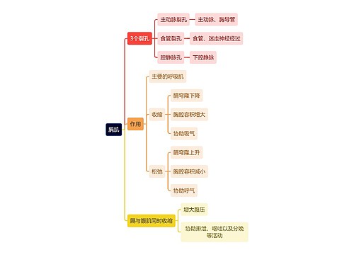 解剖学知识膈肌思维导图