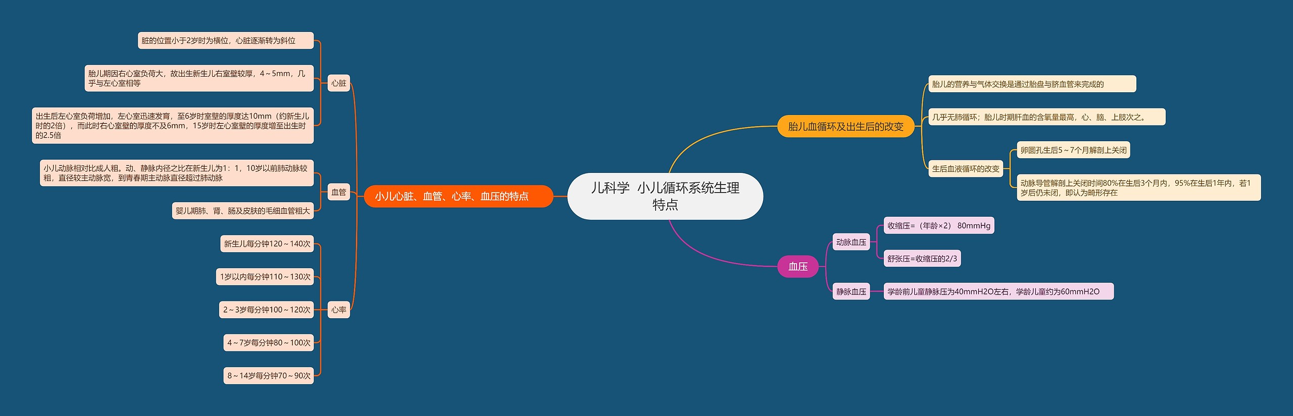 儿科学  小儿循环系统生理特点