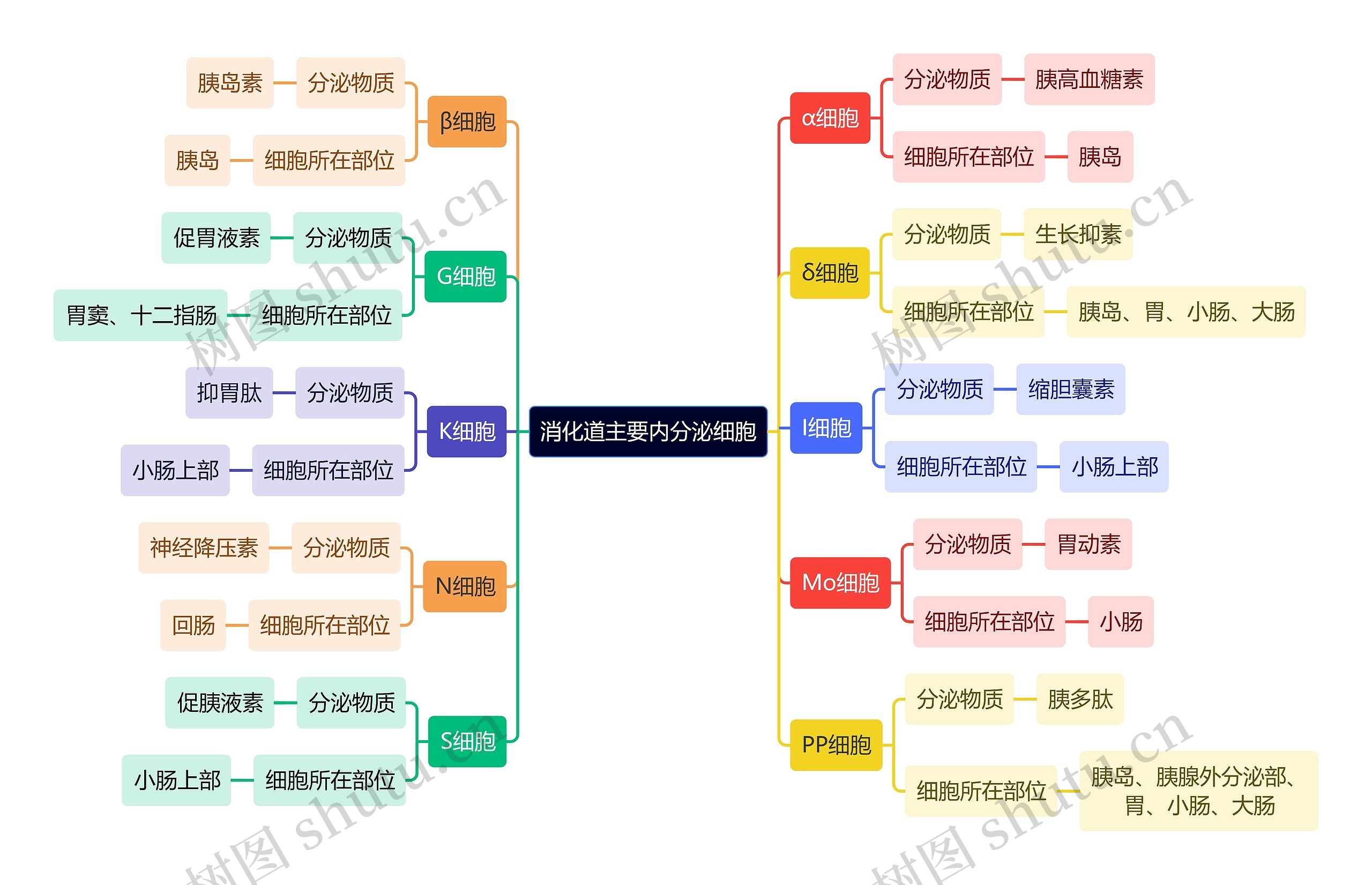 医学知识消化道主要内分泌细胞思维导图