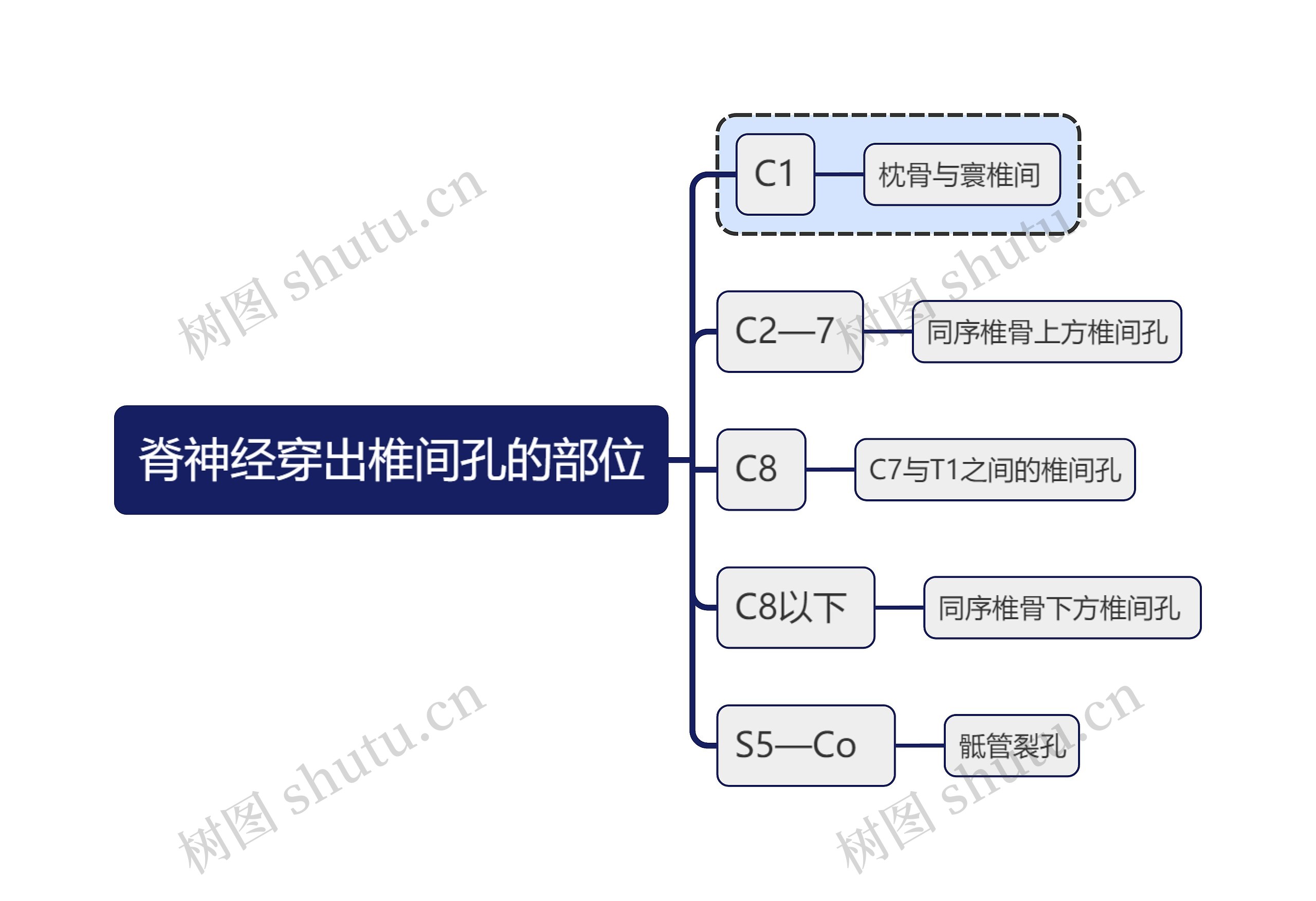 医学知识脊神经穿出椎间孔的部位思维导图