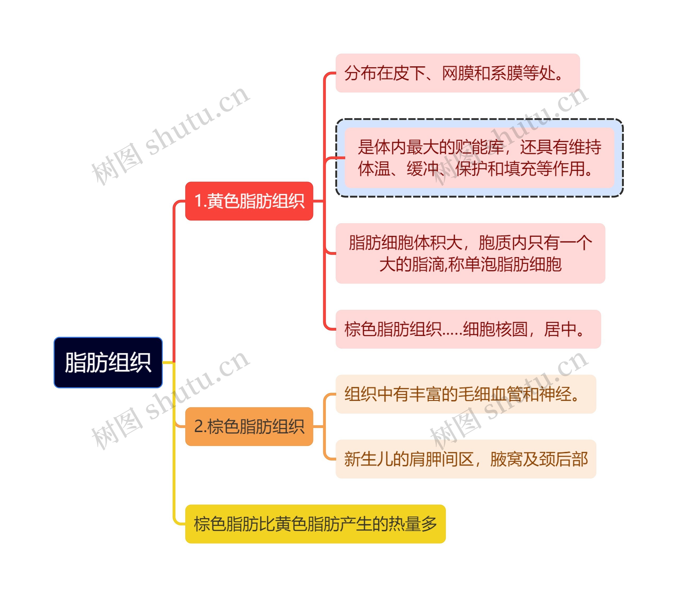 医学知识脂肪组织思维导图