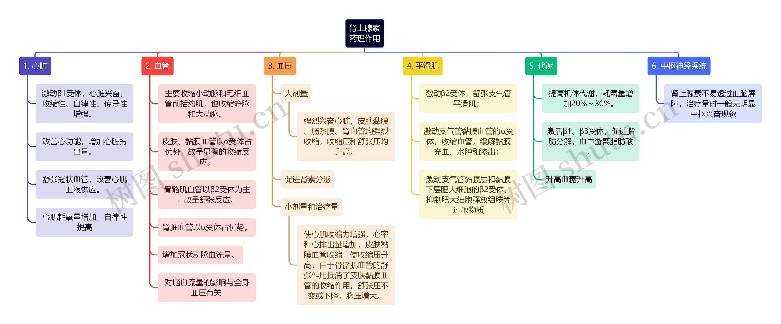 医学知识肾上腺素药理作用思维导图