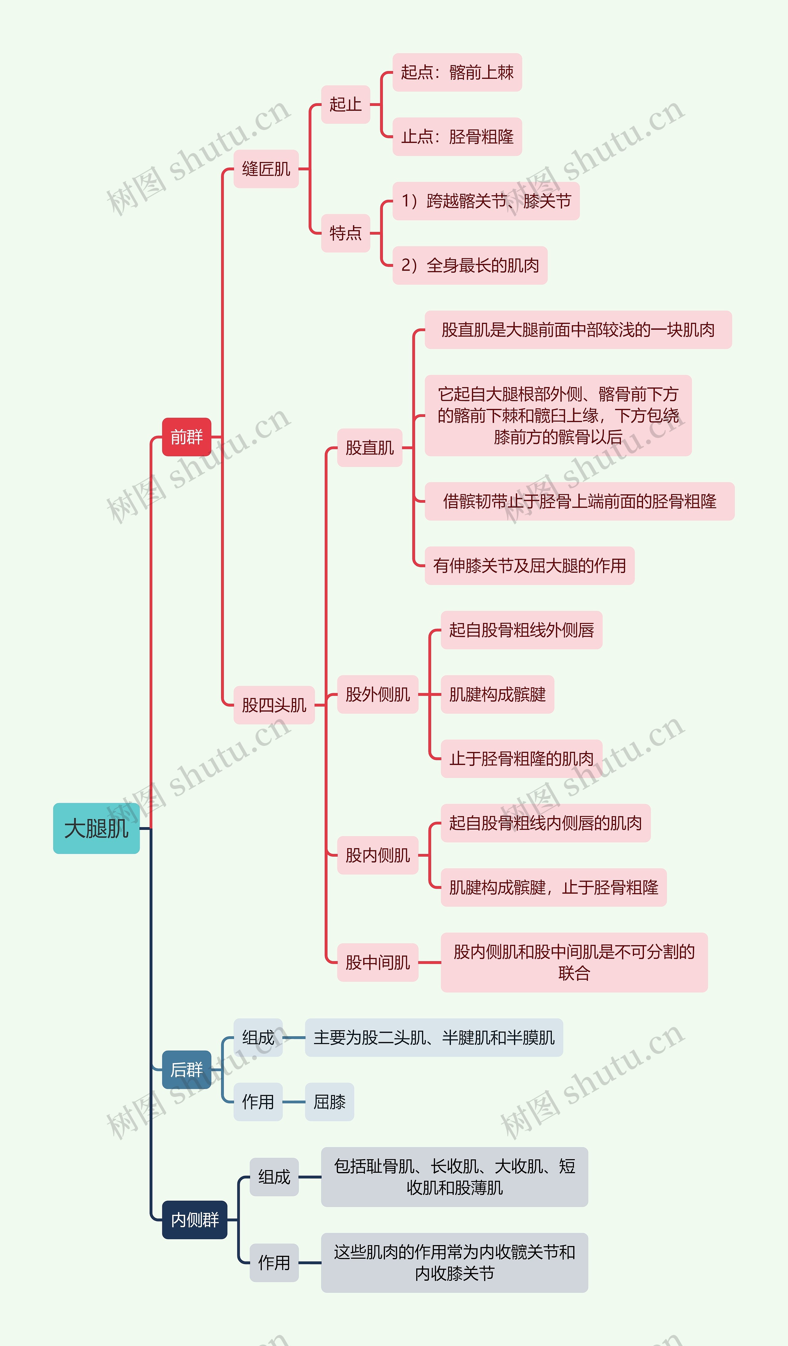 解剖学知识大腿肌思维导图