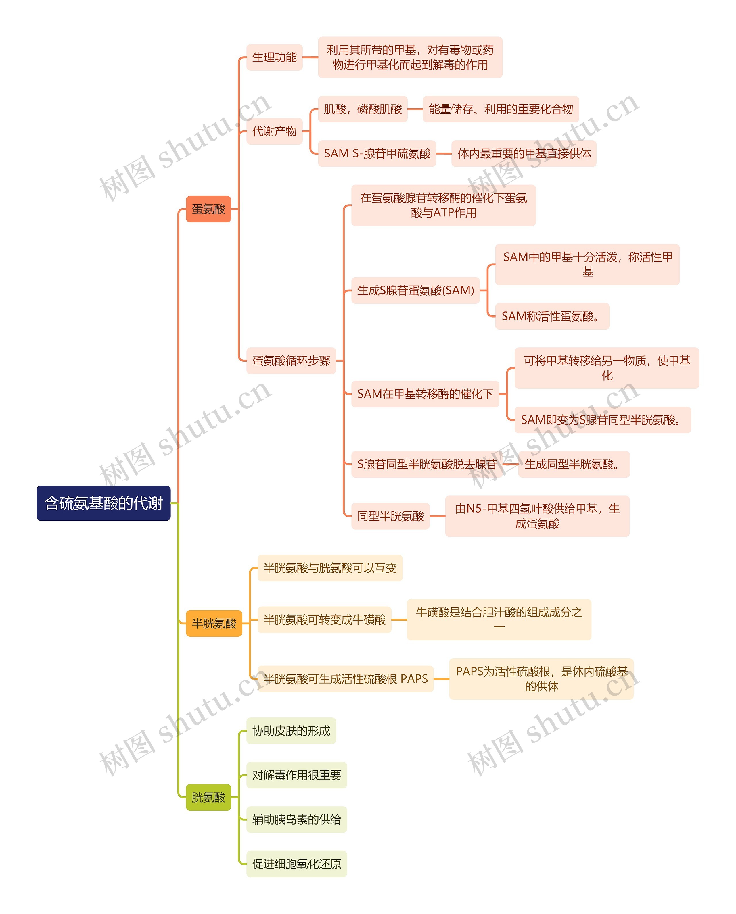 生化知识含硫氨基酸的代谢思维导图