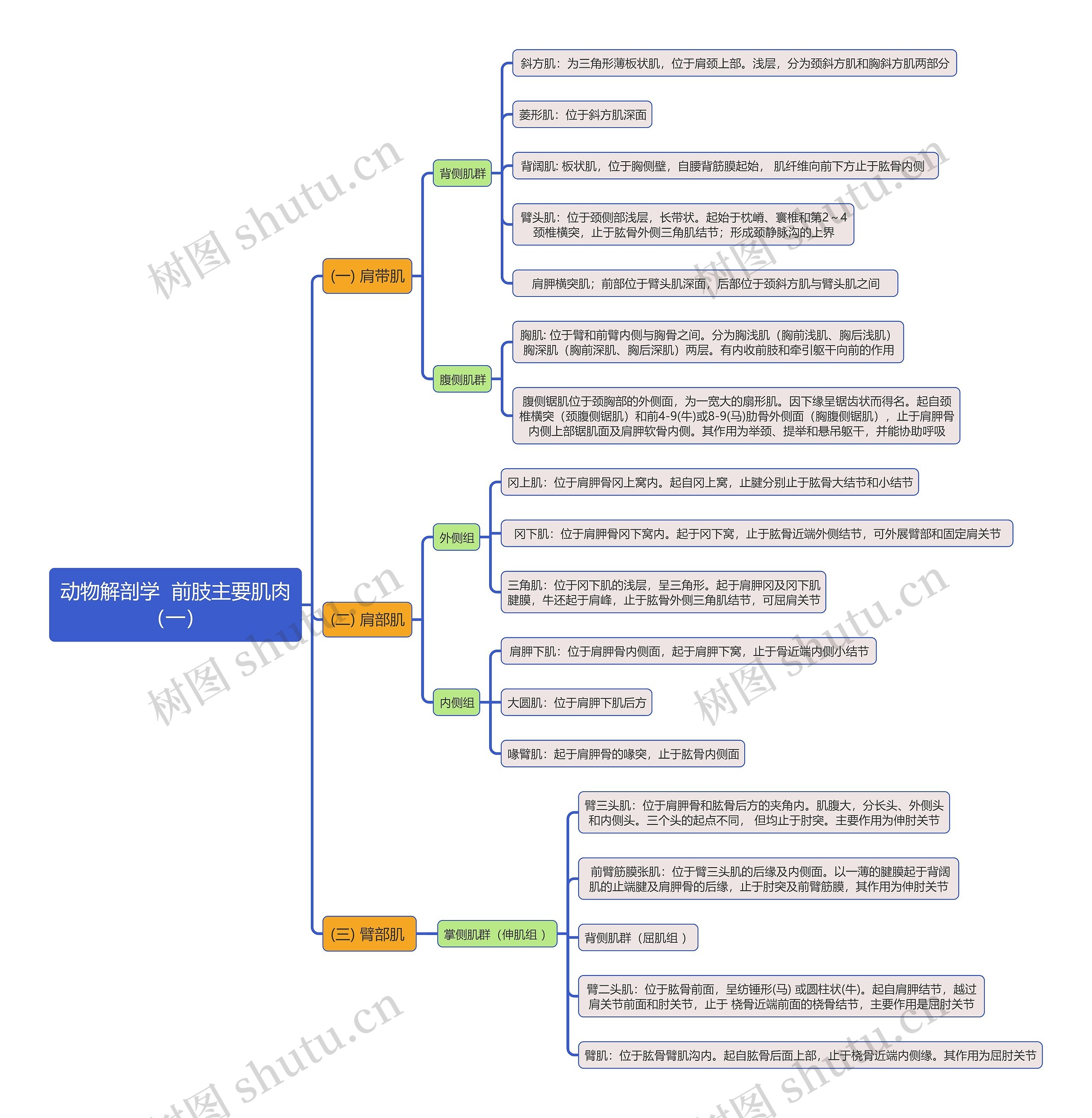 《动物解剖学  前肢主要肌肉（一）》思维导图