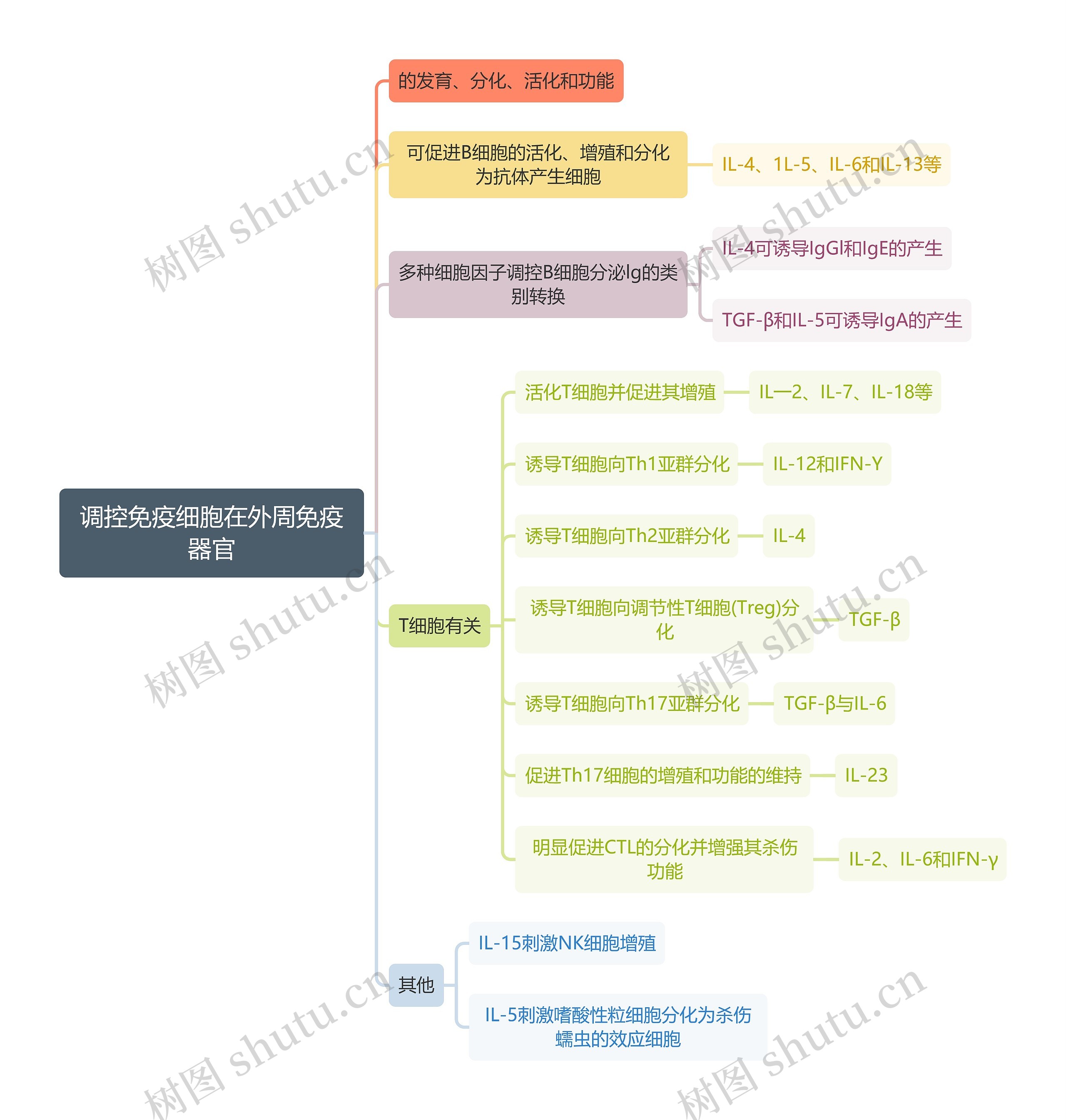 医学知识调控免疫细胞在外周免疫器官思维导图