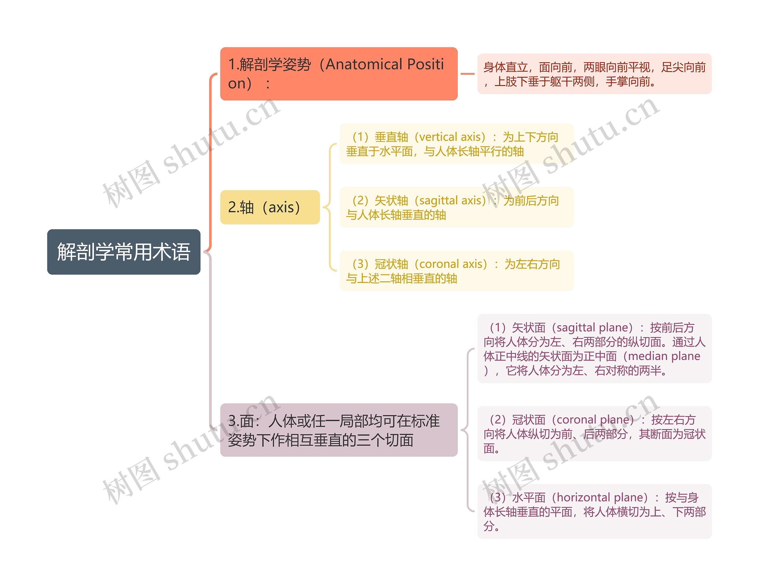 解剖学常用术语思维导图