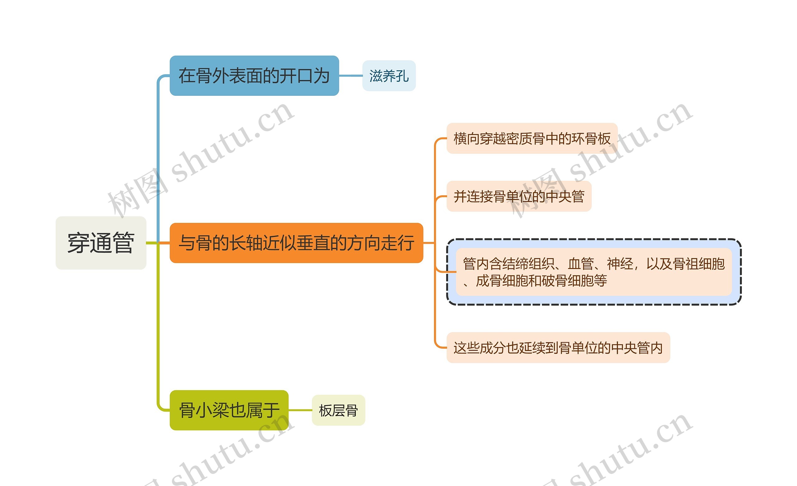 医学知识穿通管思维导图
