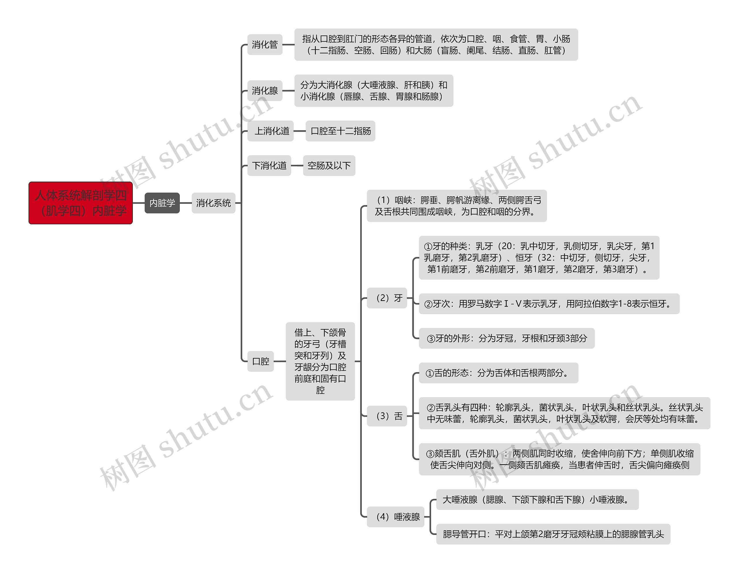 《人体系统解剖学四（肌学四）内脏学》思维导图
