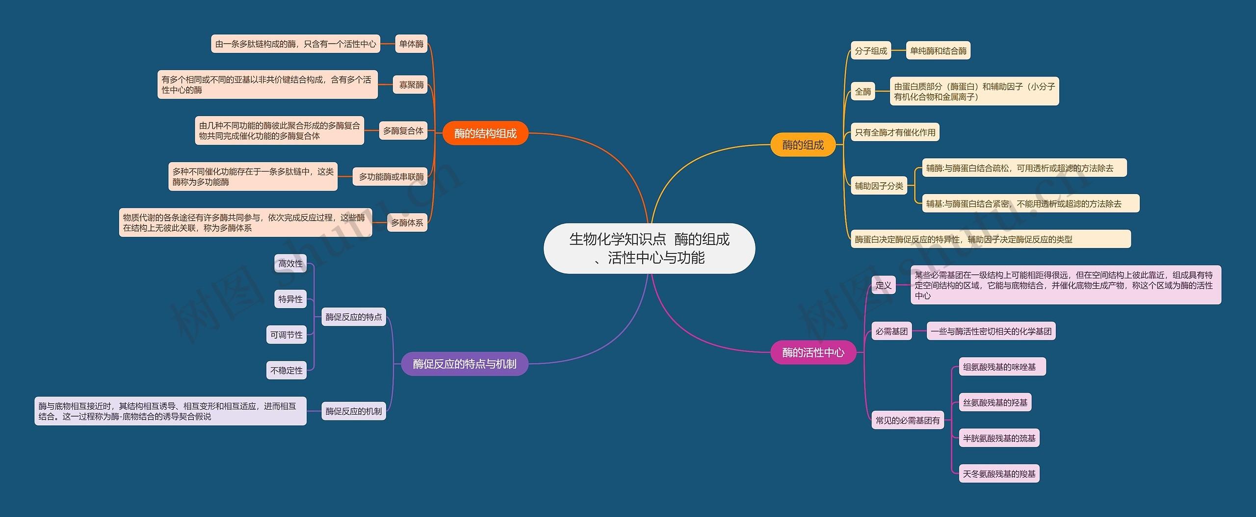 生物化学知识点  酶的组成、活性中心与功能思维导图