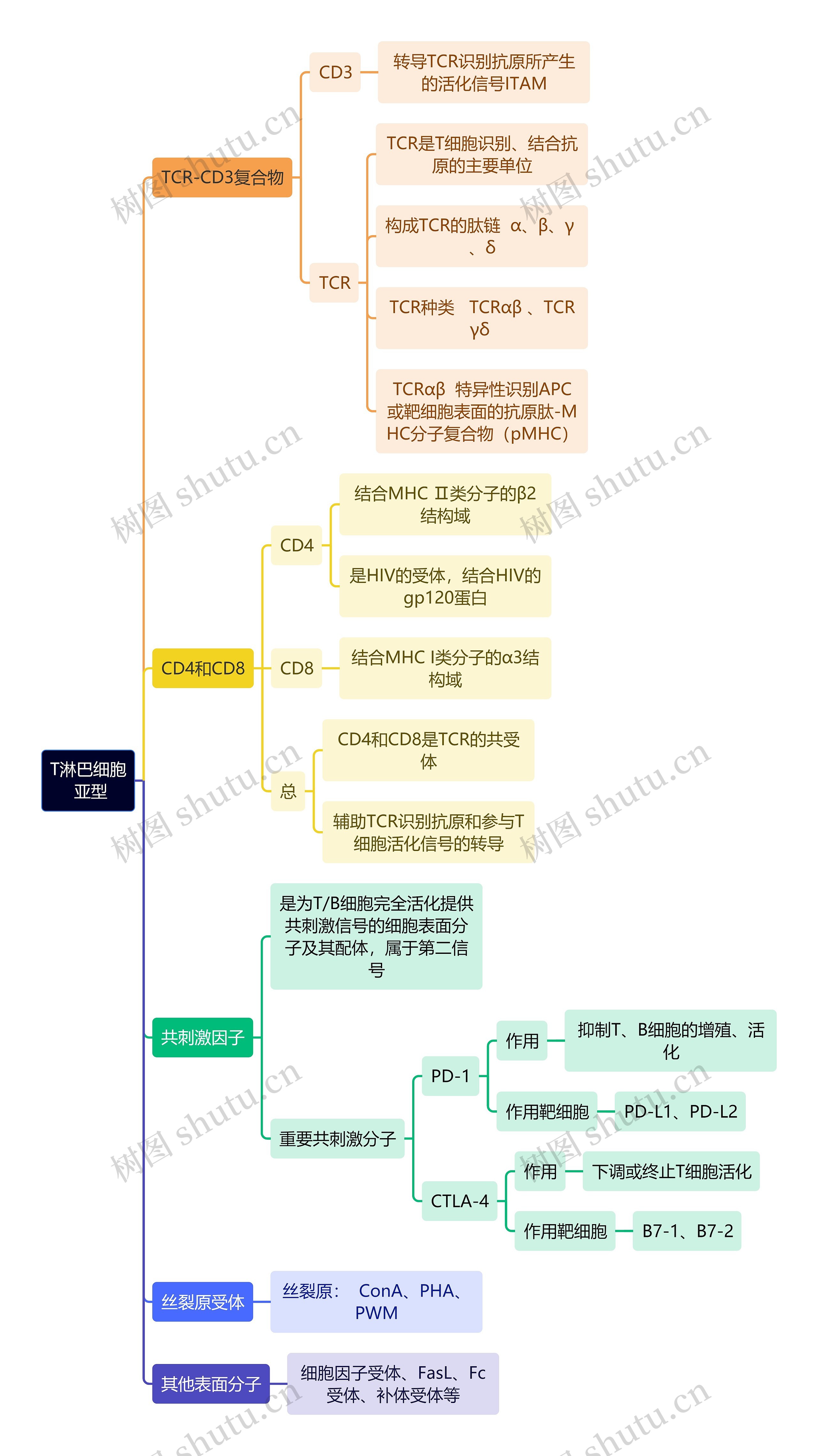 医学知识T淋巴细胞亚型思维导图