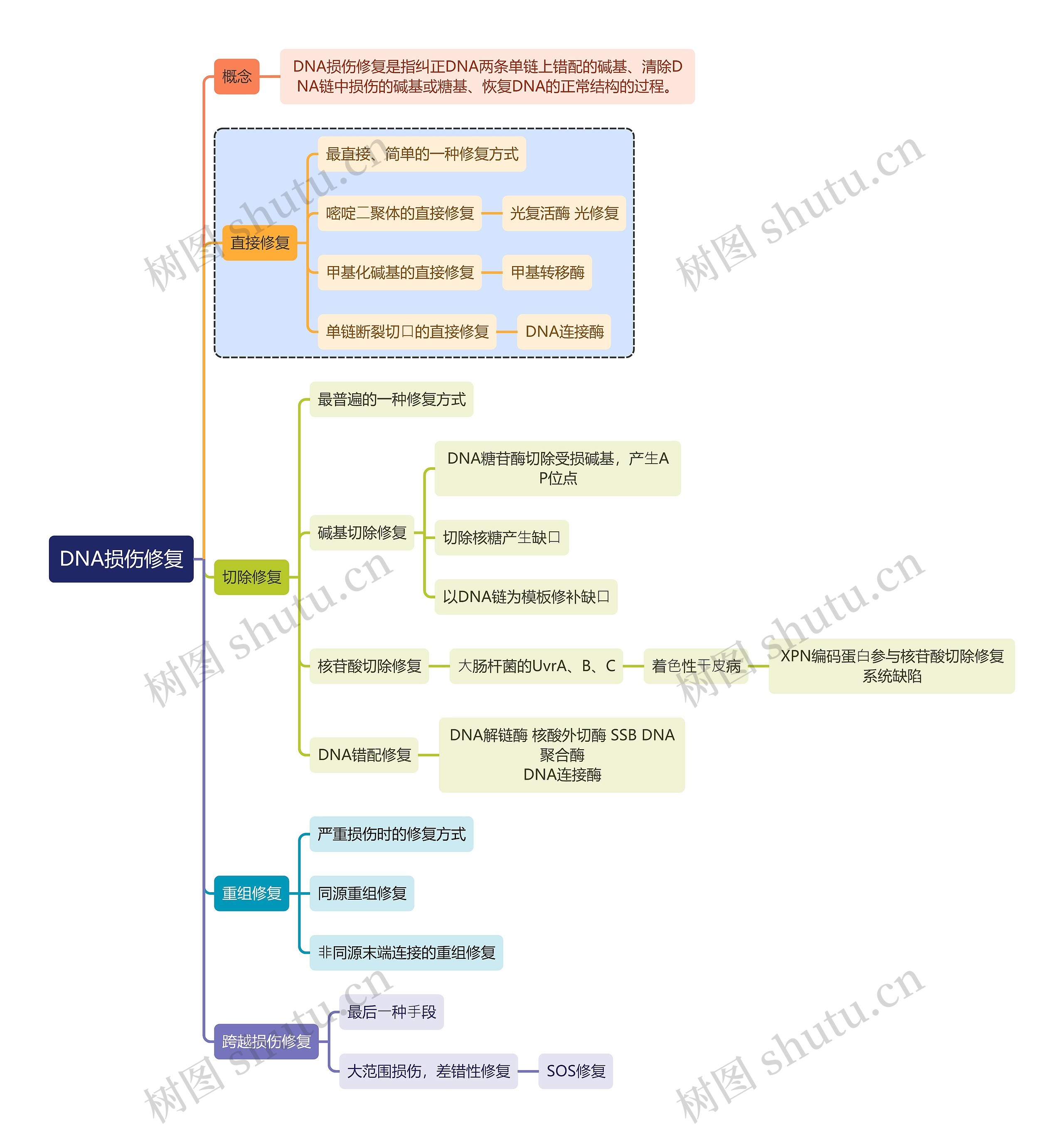 医学知识DNA损伤修复思维导图