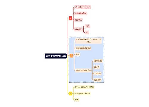 医学知识真核⽣物RNA的合成思维导图